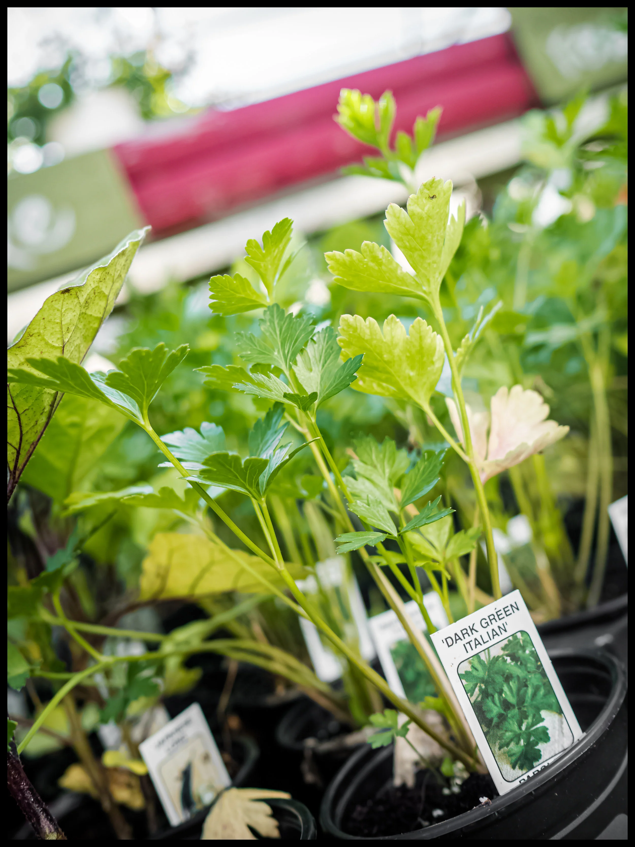 Some more Italian parsley for all your Italian dishes
