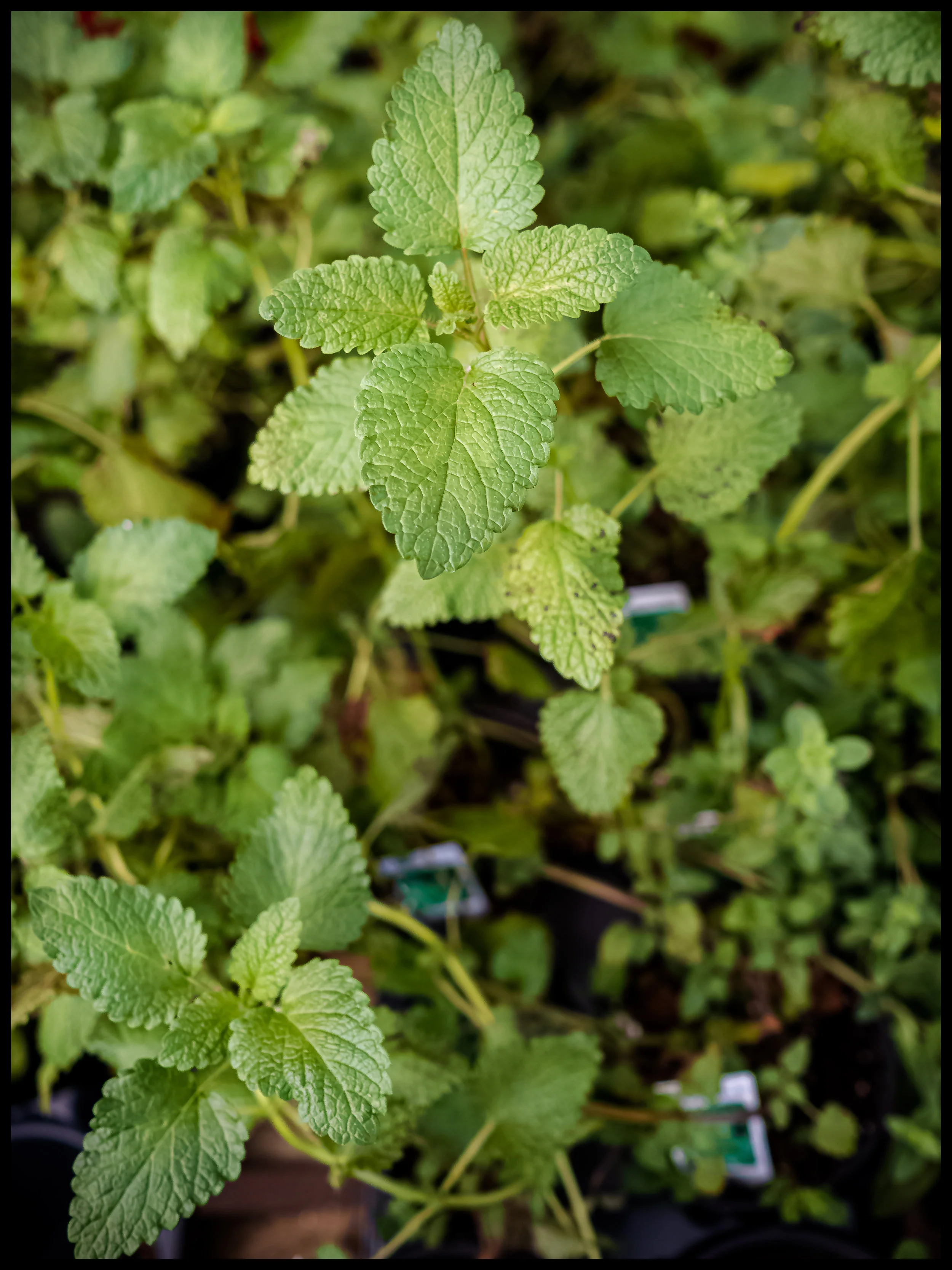Put it in drinks, vegetable sautés or into a salad, Mint has a great taste and versatile uses