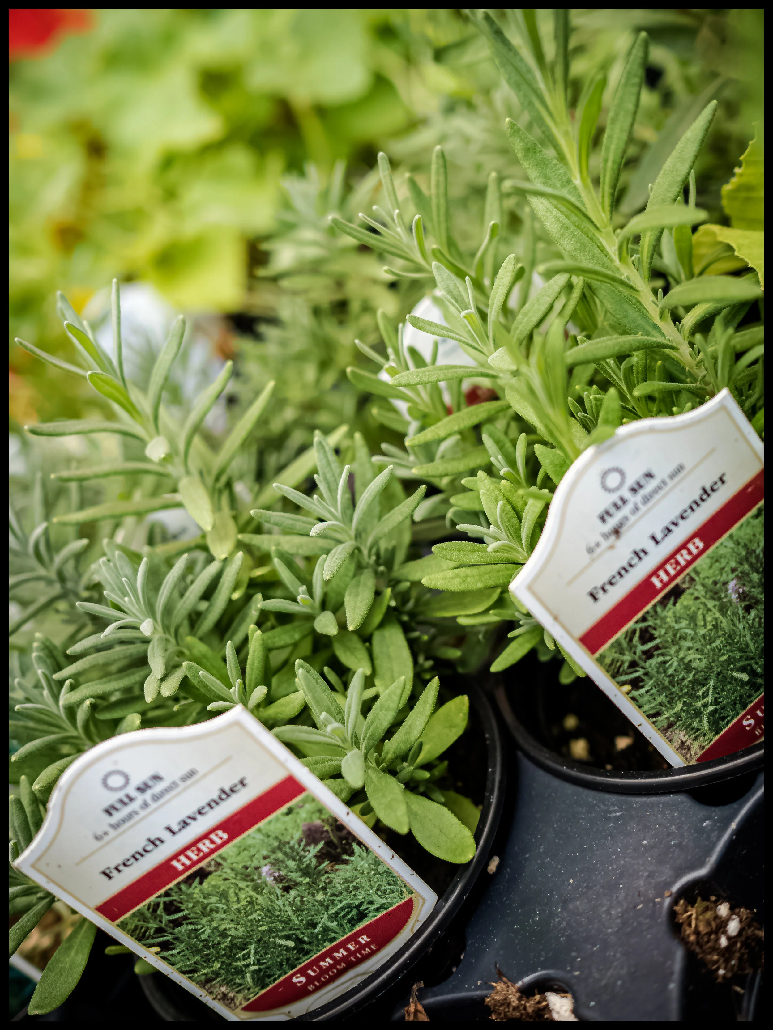 Similar to Rosemary, French Lavender has a wide range of uses in grilling and and sautés