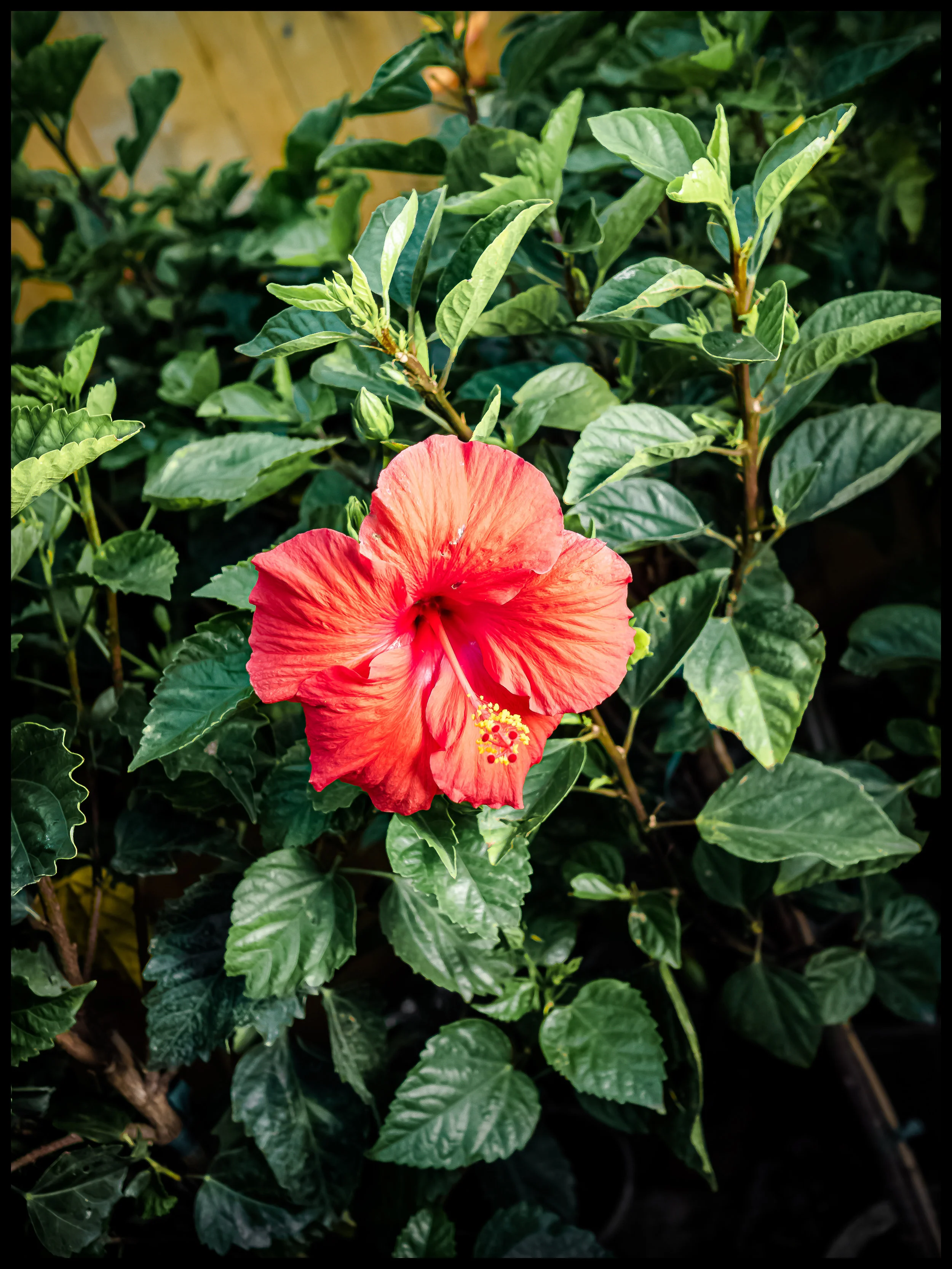 Hibiscus Flower