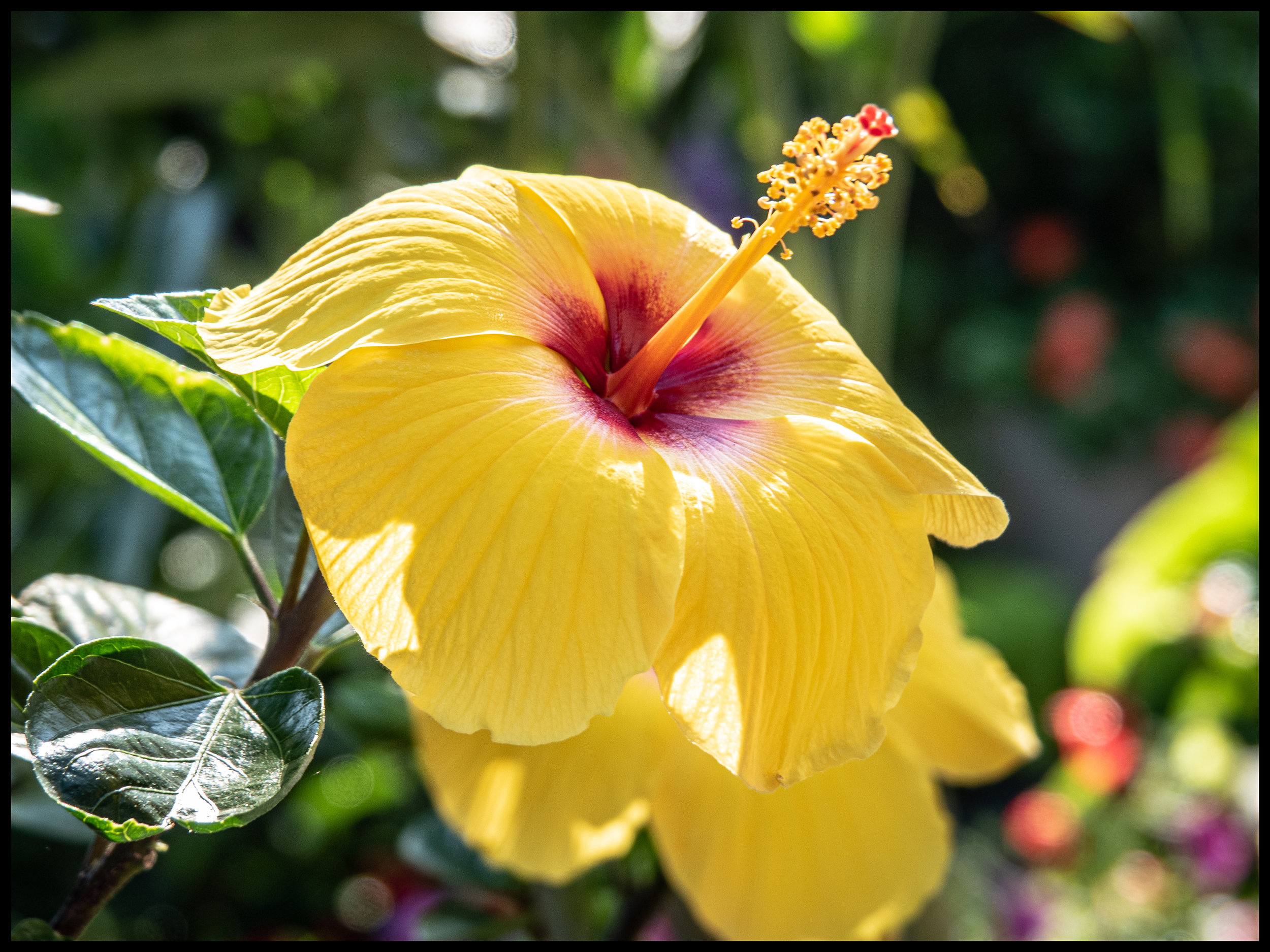 Hibiscus