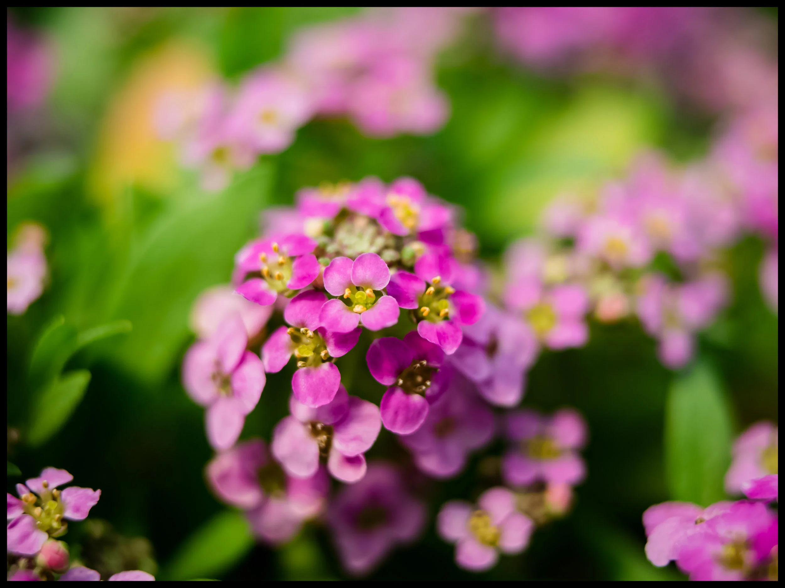 Annual Plant Sale Fundraiser — White Post Farms