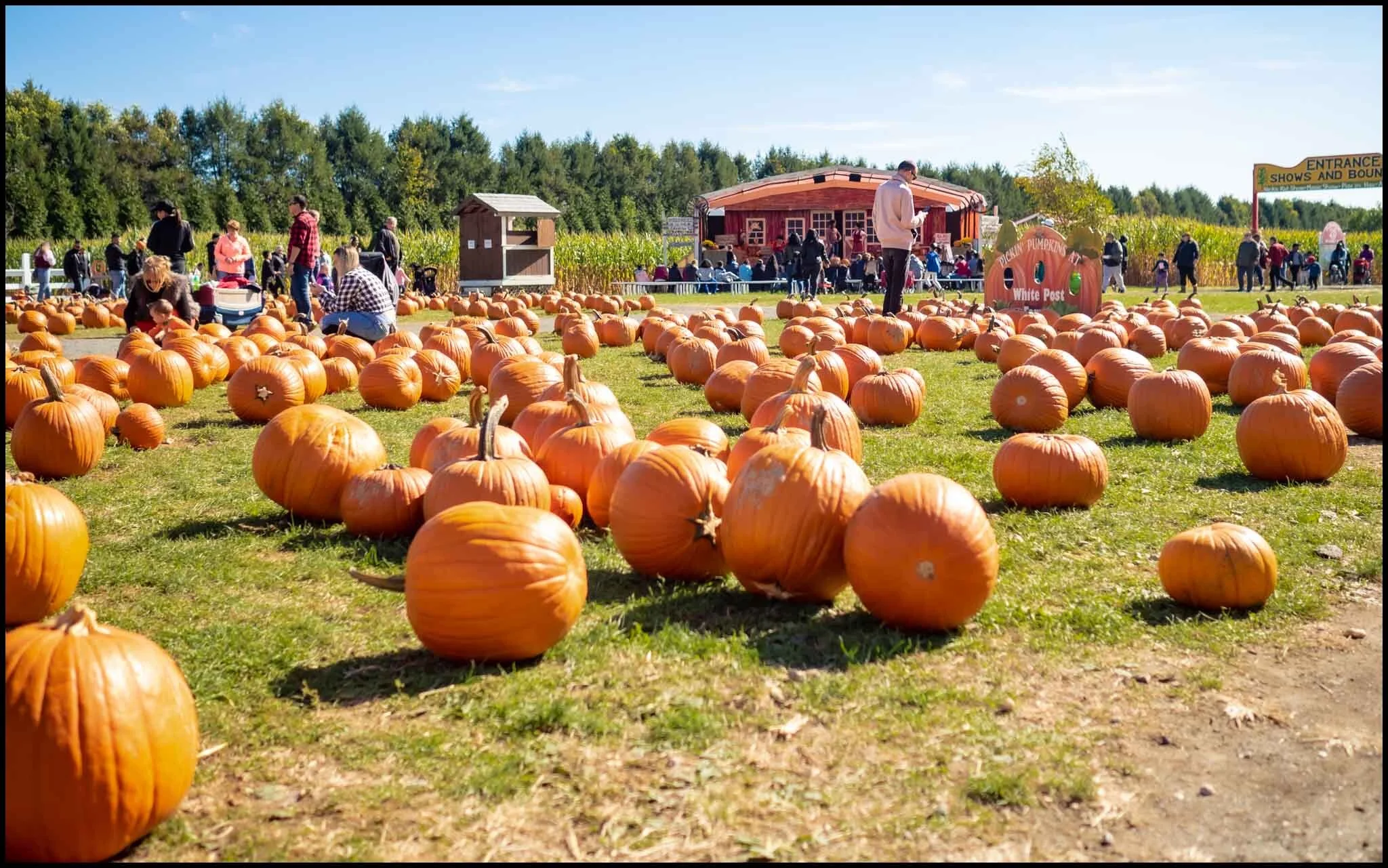 Pumpkin Picking — White Post Farms