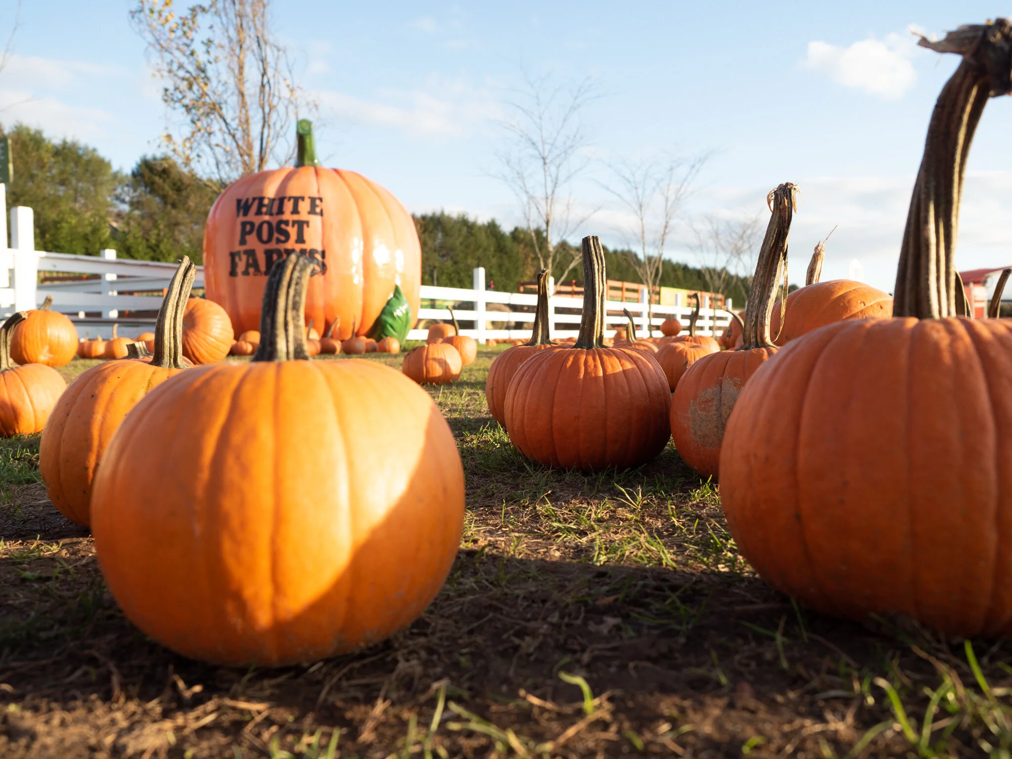 Wholesale Pumpkins — White Post Farms