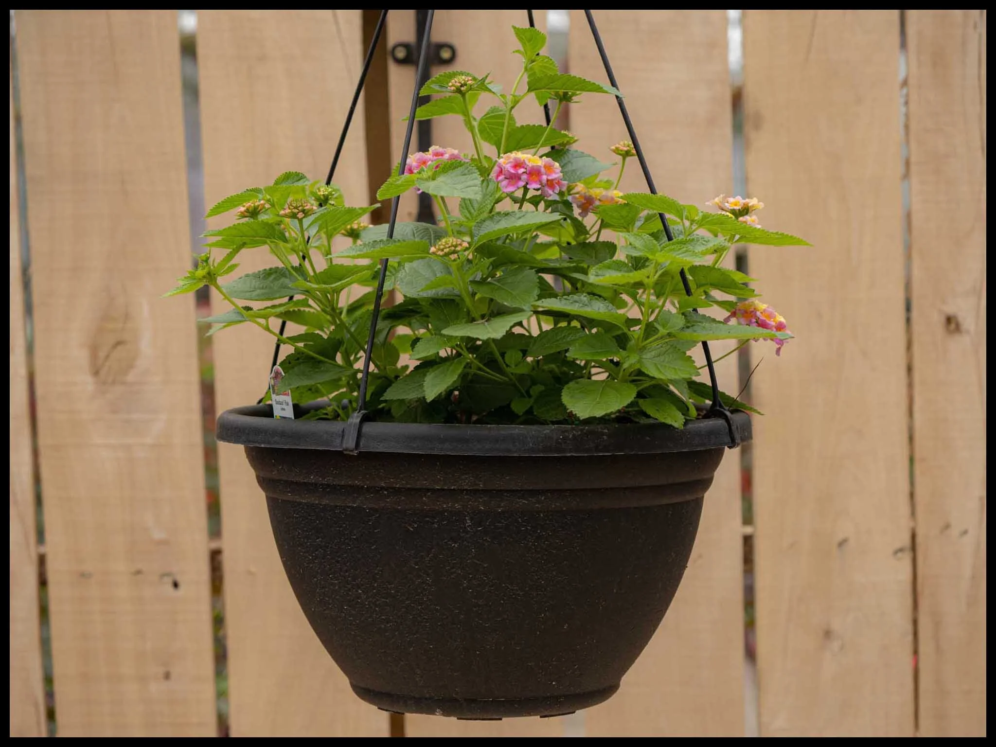 Add Easy Color to your Yard Hanging Baskets — White Post Farms