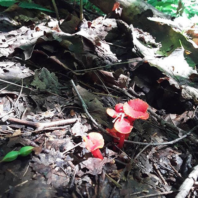 After the rains.
#CrazyRiver #catskills #catskillsmountains #AKingdomofTheirOwn