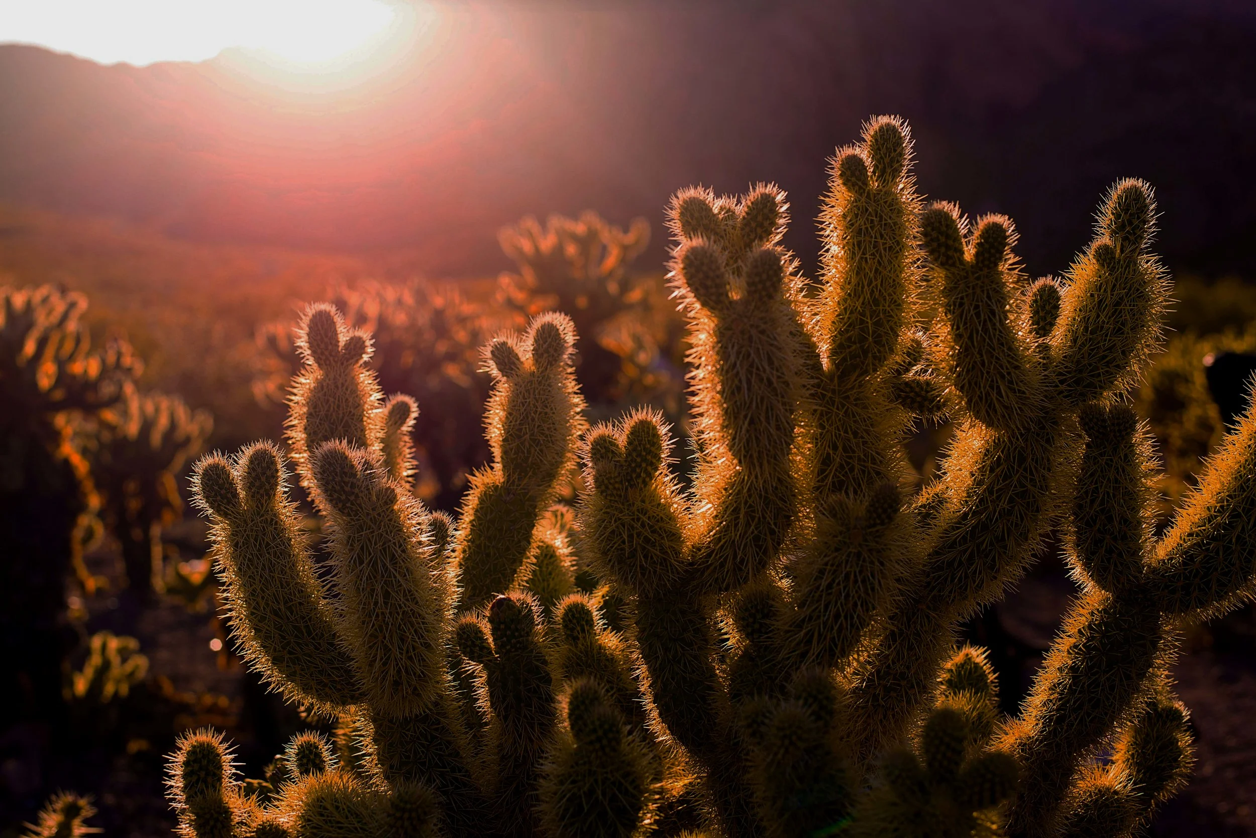 desert_darkened.jpg
