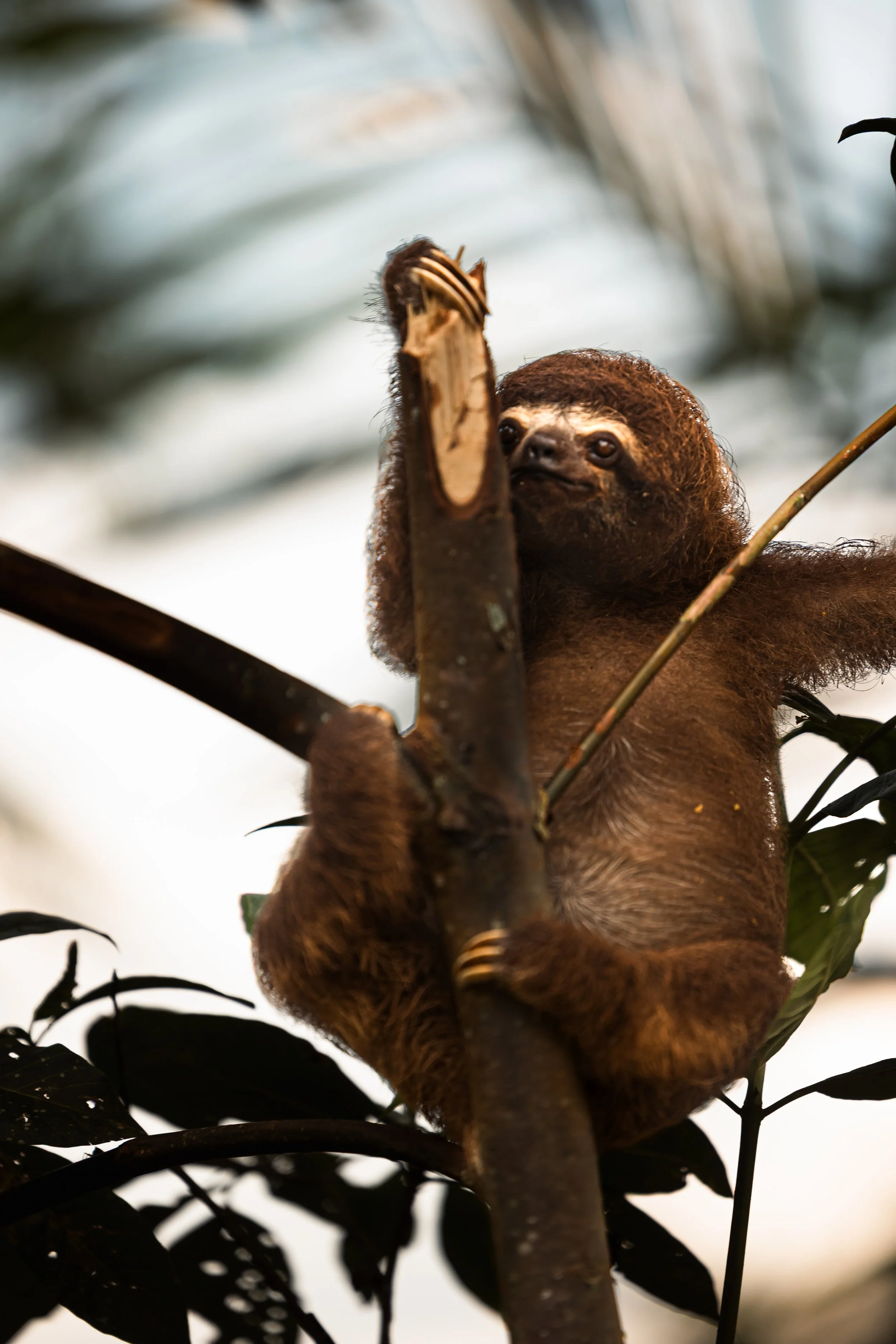 Amazon Rainforest + Auqua Expedition_Peru-18.jpg