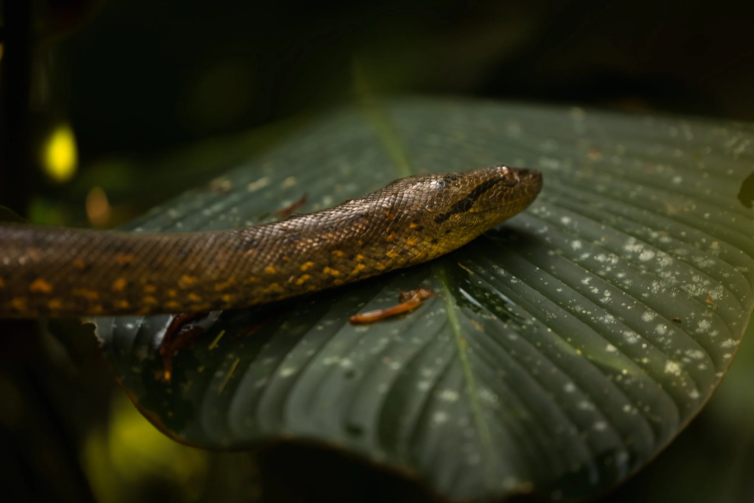 Amazon Rainforest + Auqua Expedition_Peru-17.jpg