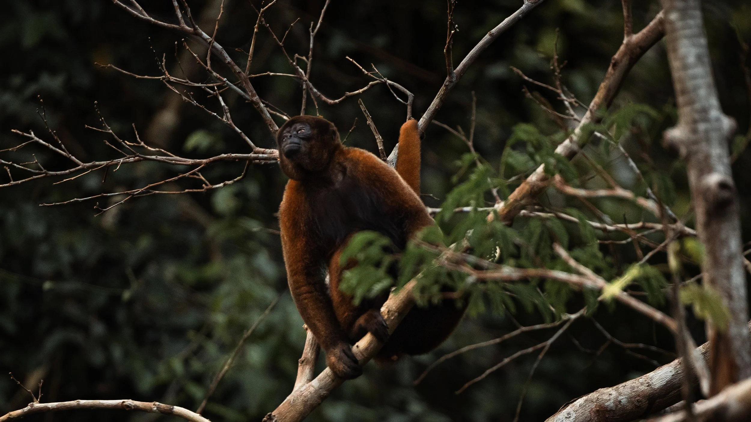 Amazon Rainforest + Auqua Expedition (Peru)-54.jpg