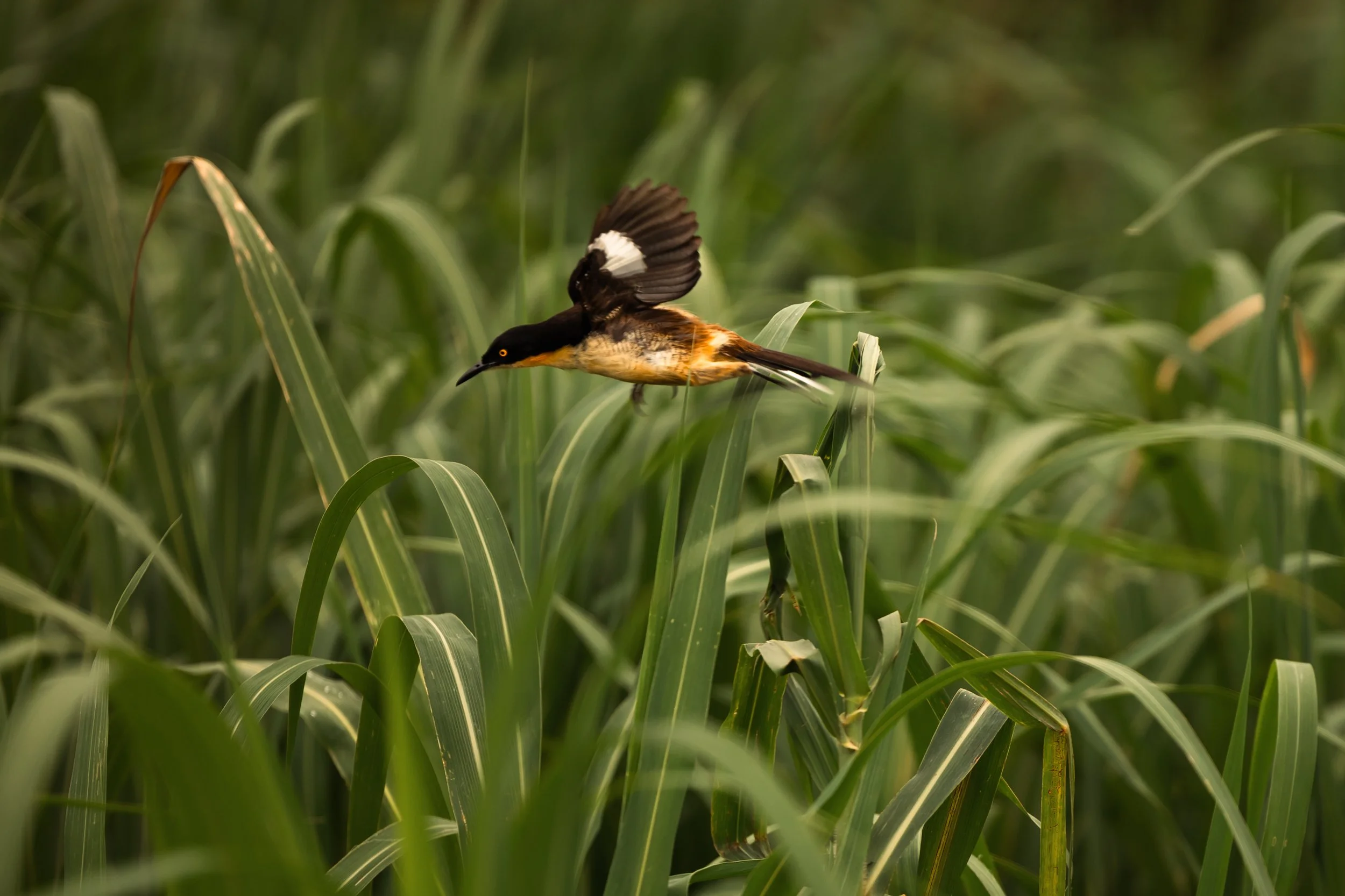 Amazon Rainforest + Auqua Expedition (Peru)-17.jpg