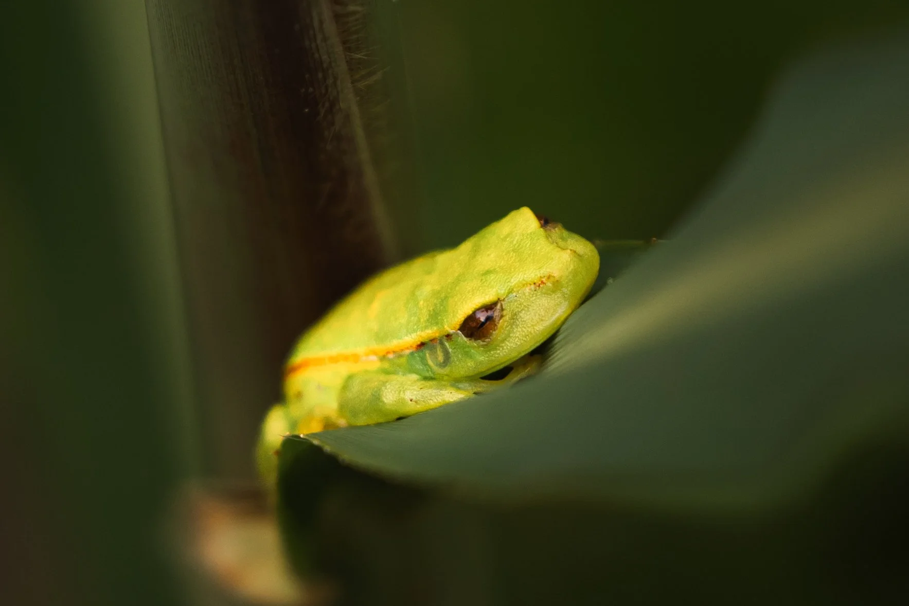 Amazon Rainforest + Auqua Expedition (Peru)-15.jpg