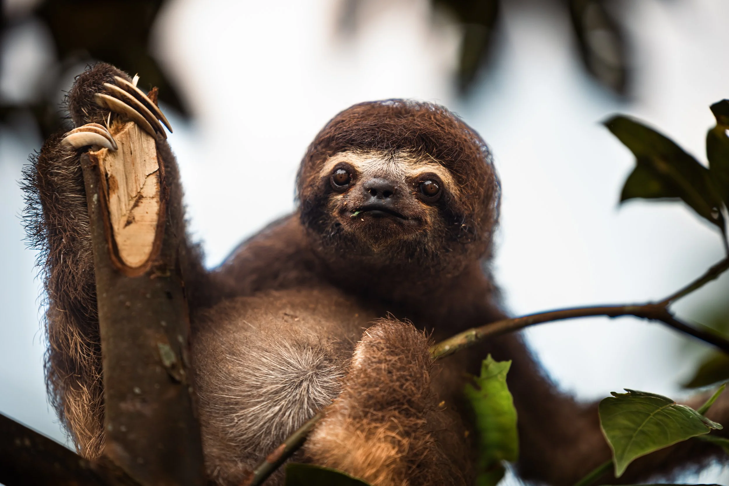 Amazon Rainforest + Auqua Expedition_Peru-19.jpg