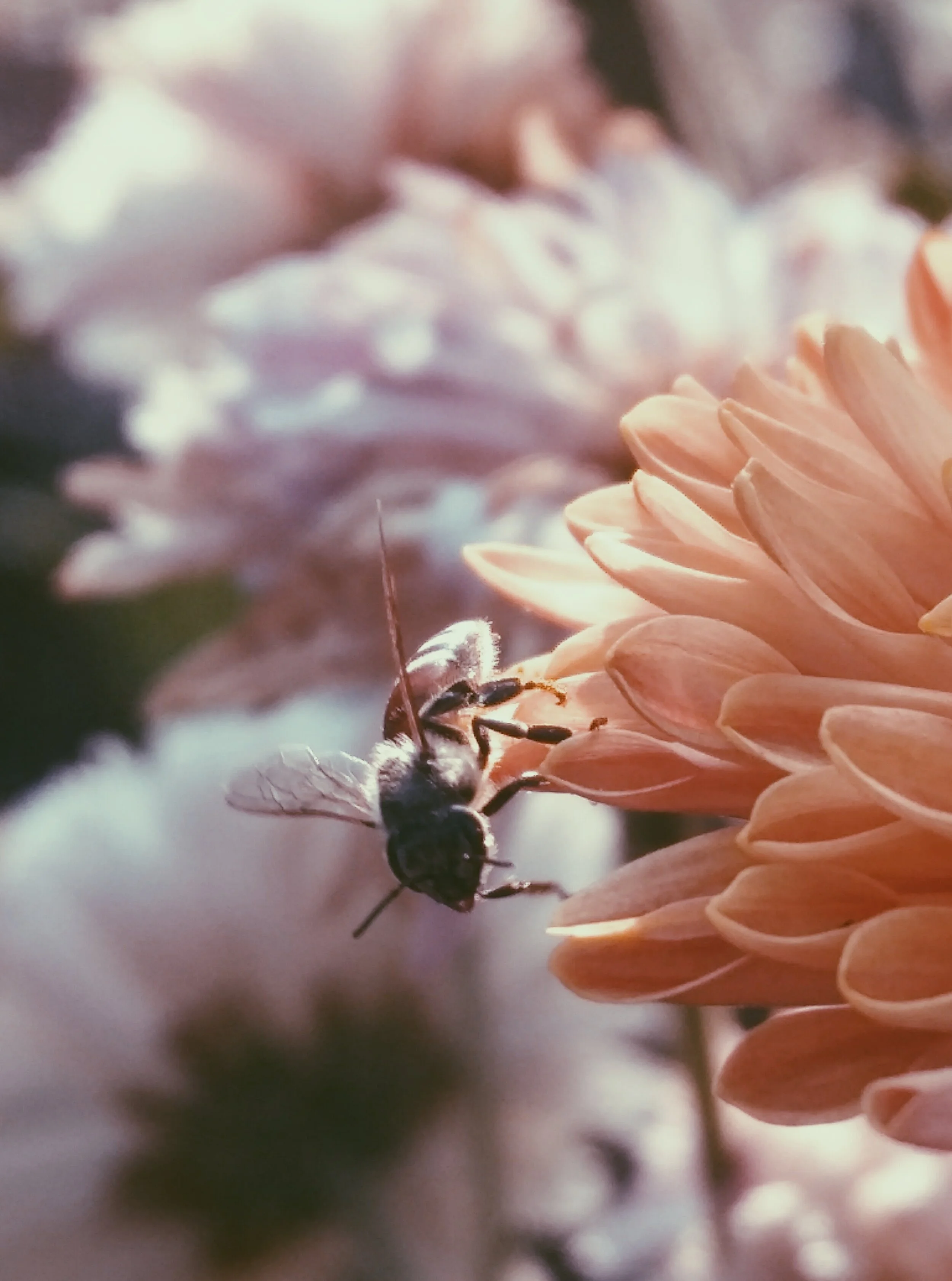selective-focus-photography-of-bee-on-flower-773602.jpg