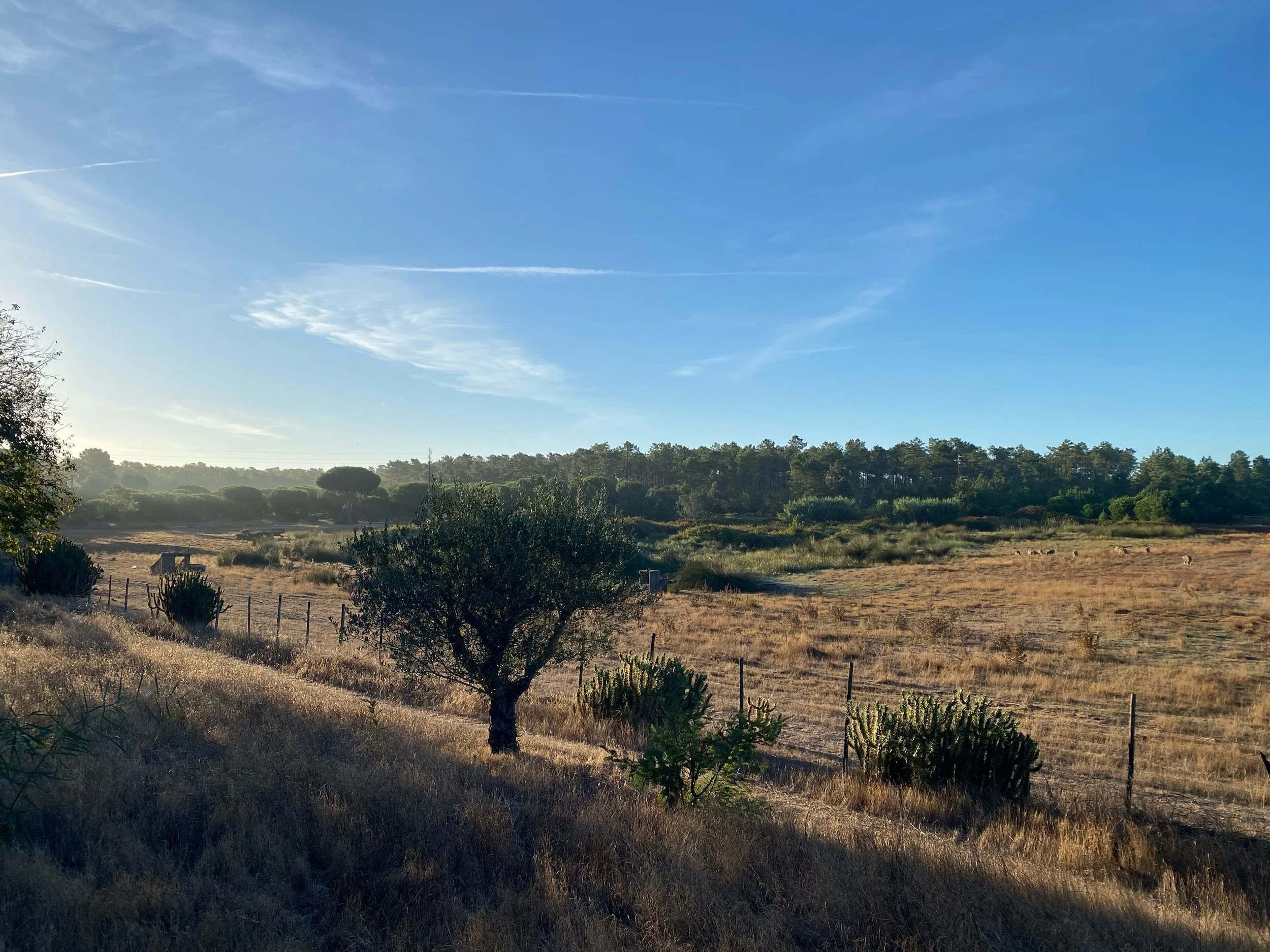 Another beautiful yoga retreat in Portugal hosted by @amanda_cassar 🤍✨such a wonderful group of women, it was so lovely to be able to offer some of my therapies to the guests for some deep relaxation and healing alongside Delia @studio_acupuncture ?