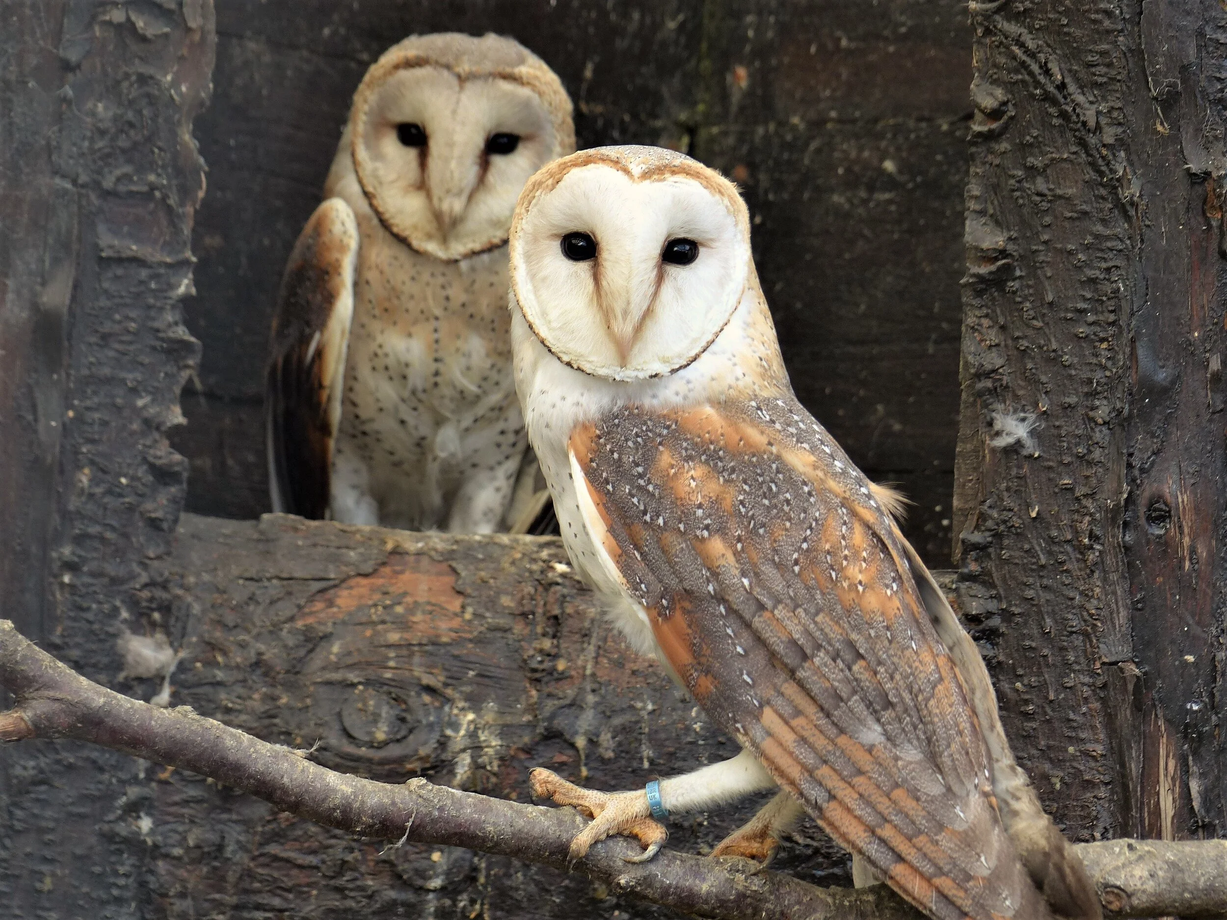 African Barn Owl Pair