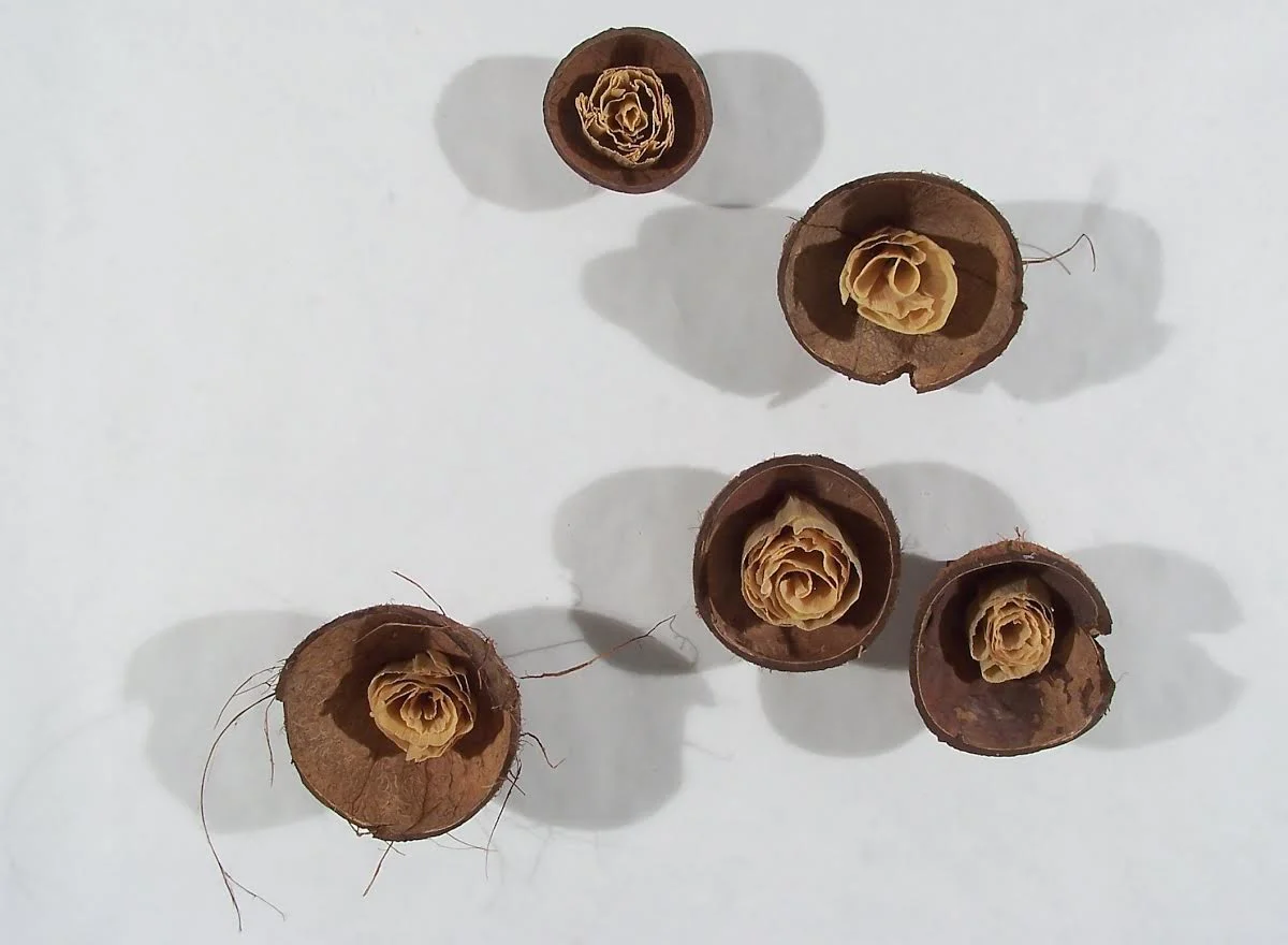 coconut shells close.jpg