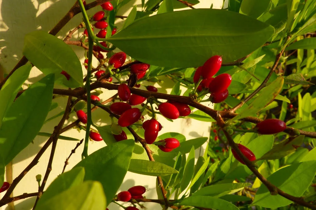 Coccoa tree.jpg