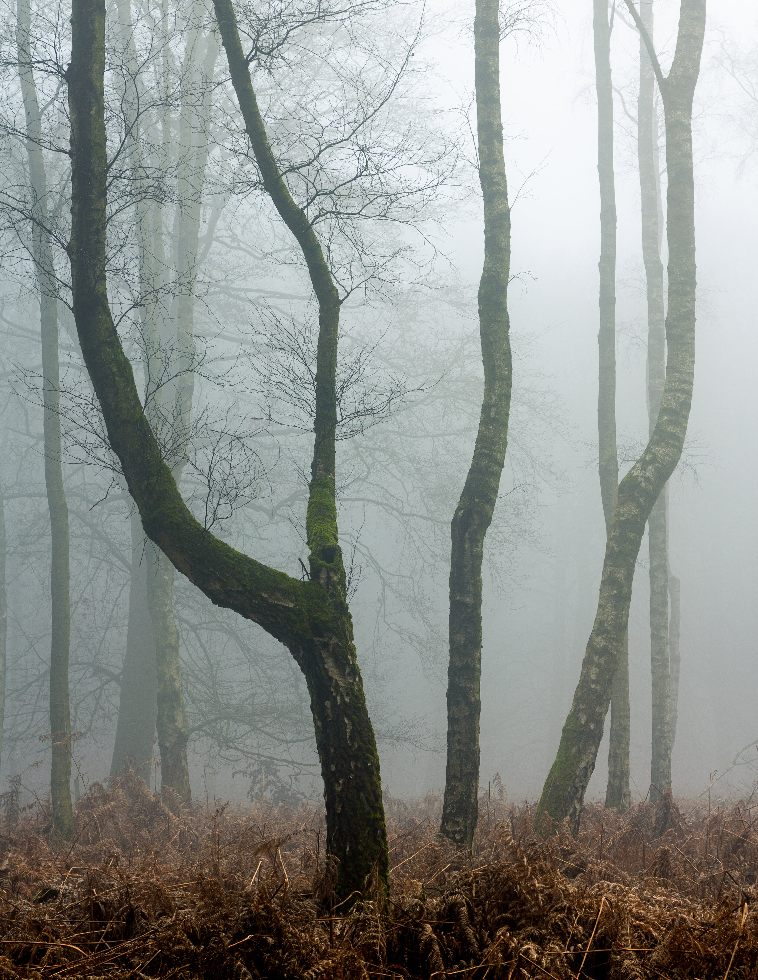 wychwood-forest.jpg