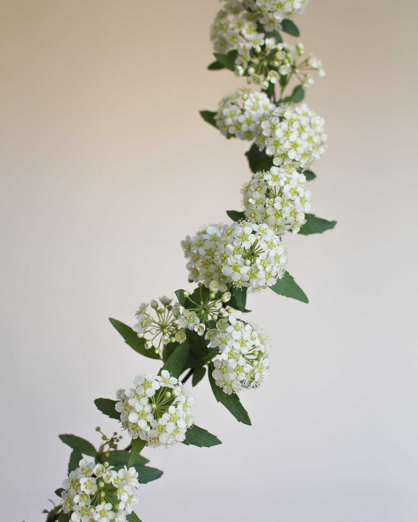 If you could grow one variety of flower/foliage with endless supply in your own yard, what would it be? This variety of spirea would be high on my wish list!