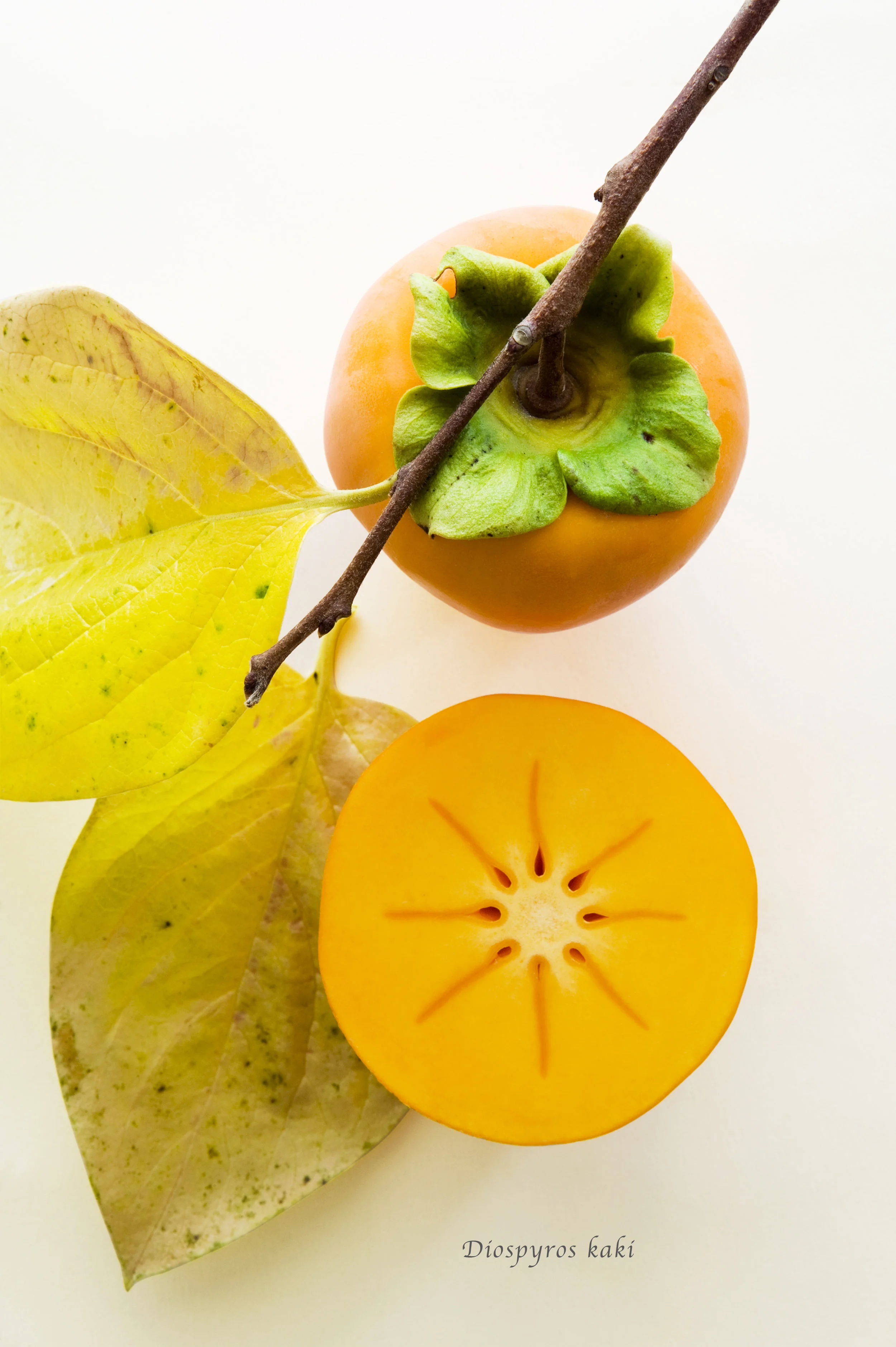Ars_Botanica-Persimmon.jpg