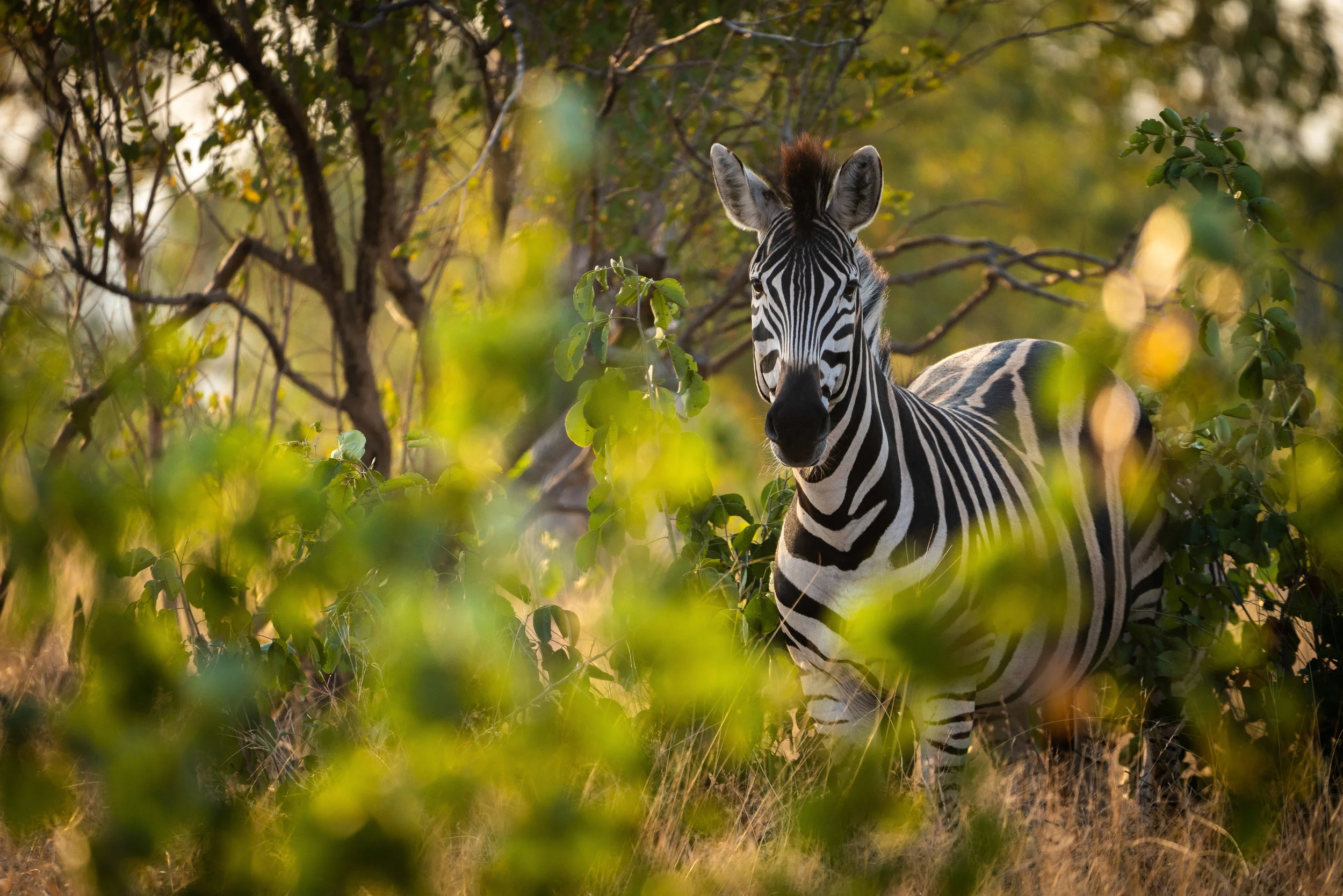 Zebra Framed.jpg