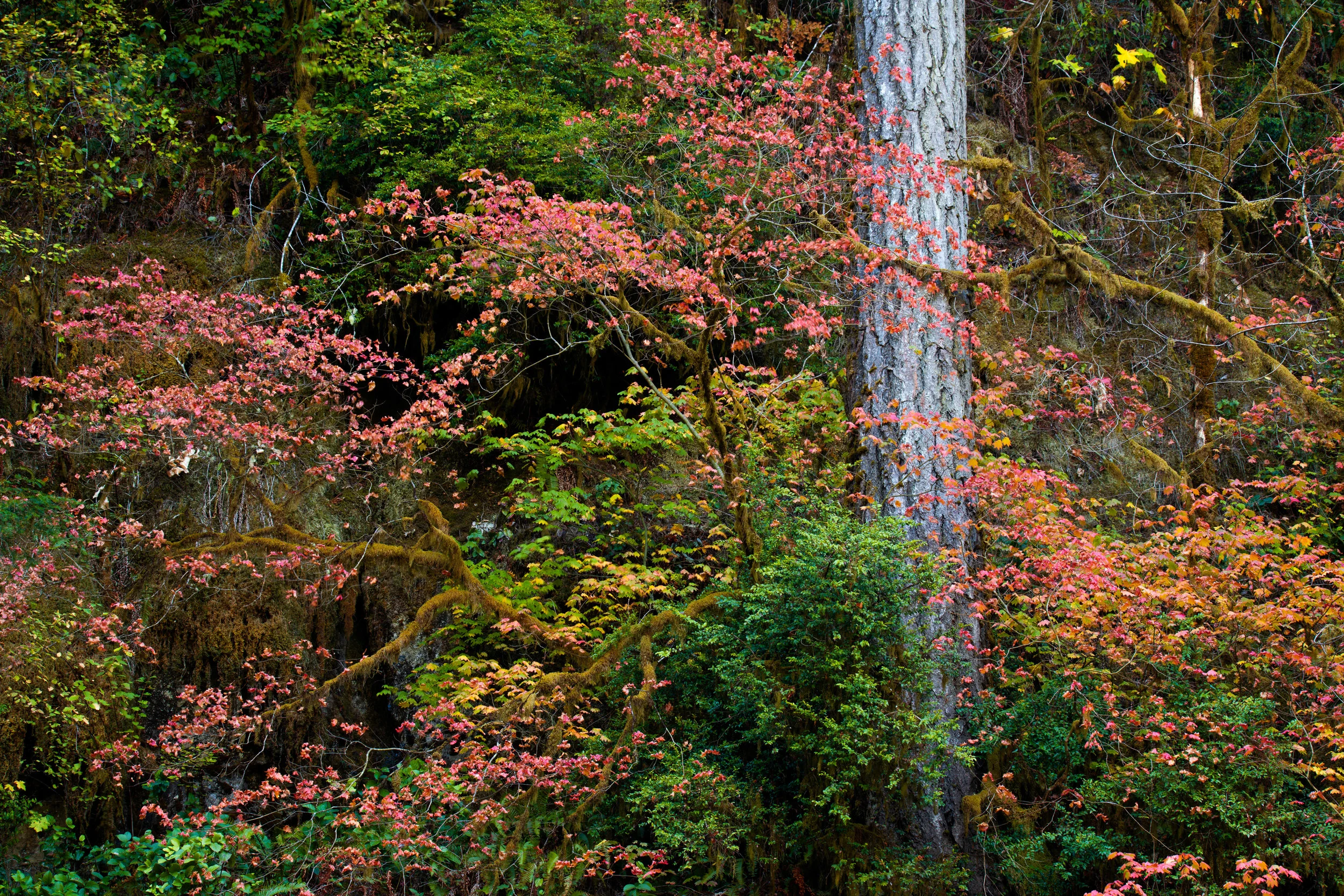 OregonFallColors.jpg