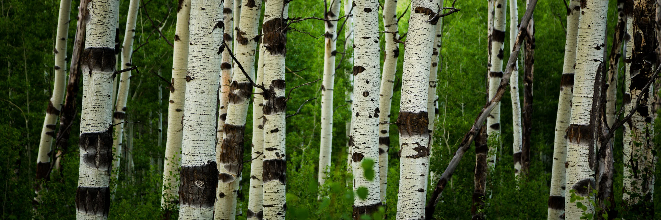 SummerAspenPano.jpg