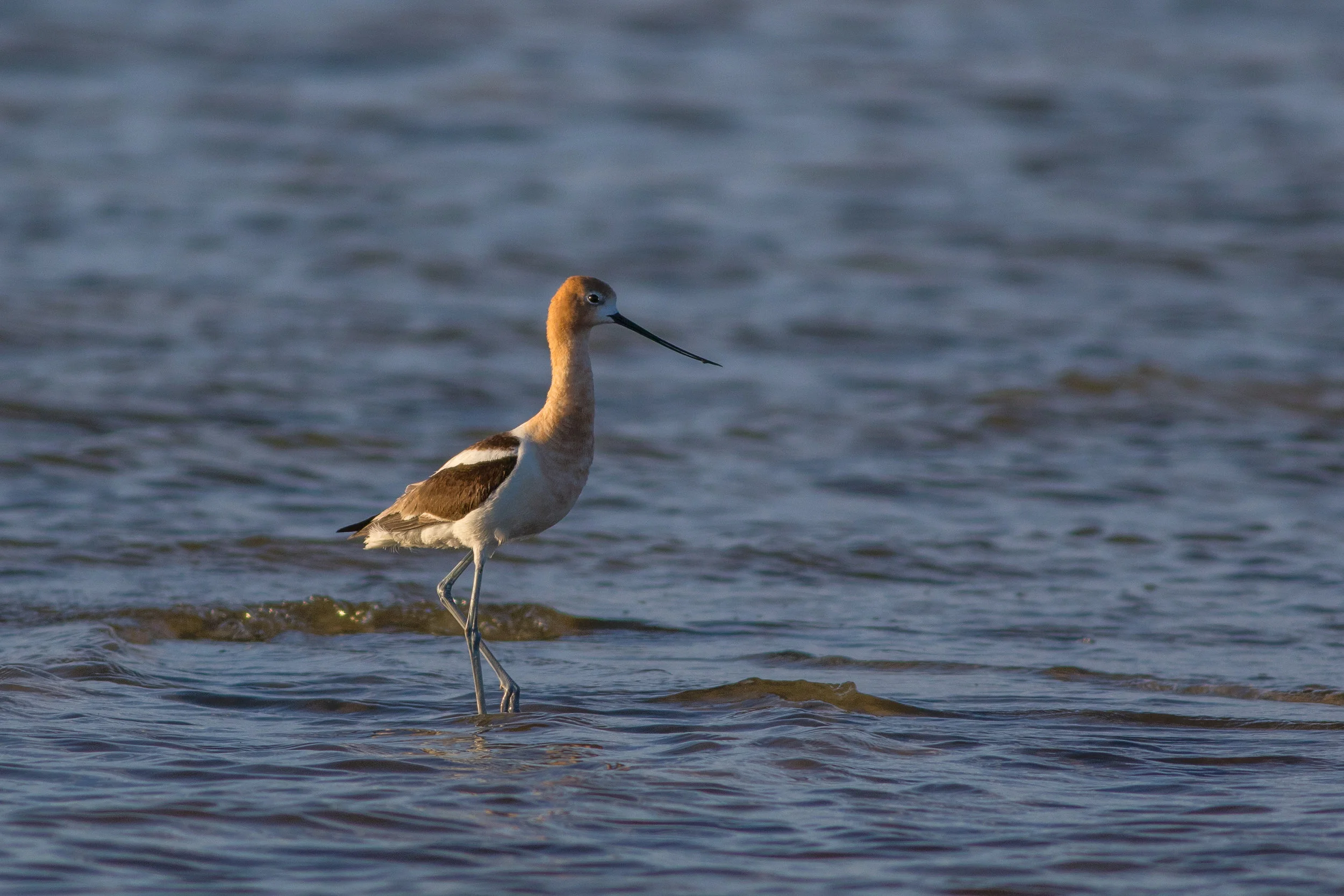 avocet.jpg