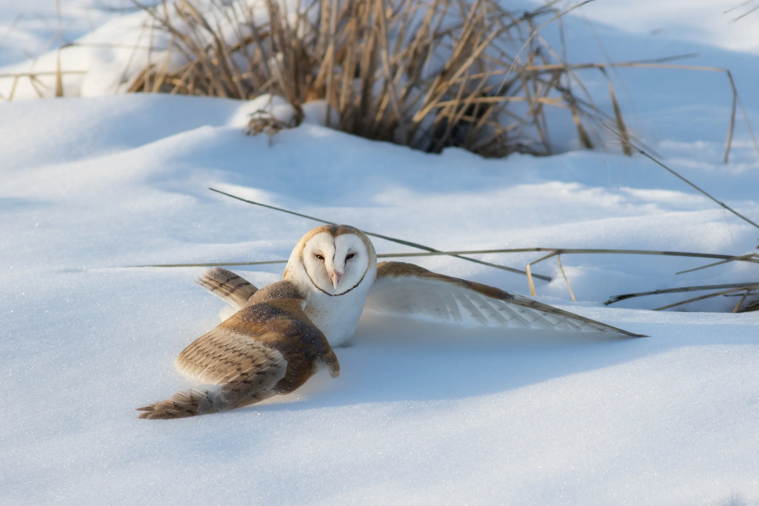 BarnOwl.jpg