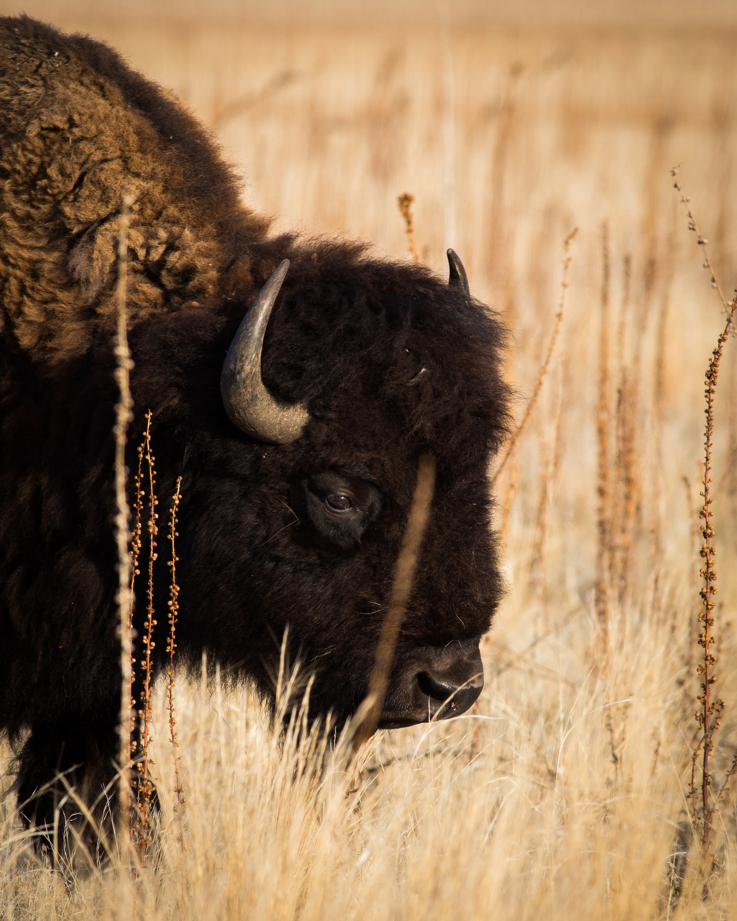 Bison.jpg