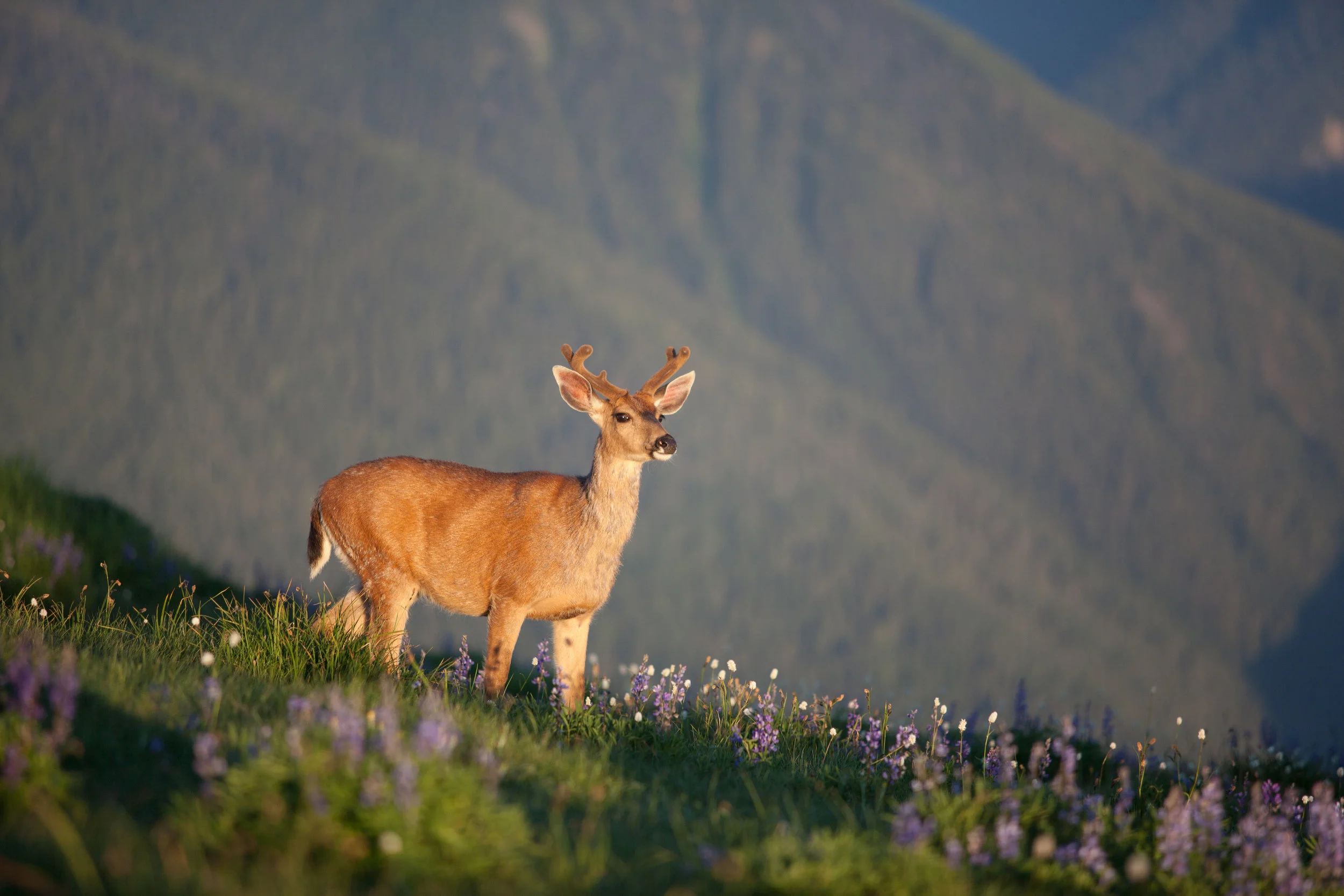 BlackTail.jpg