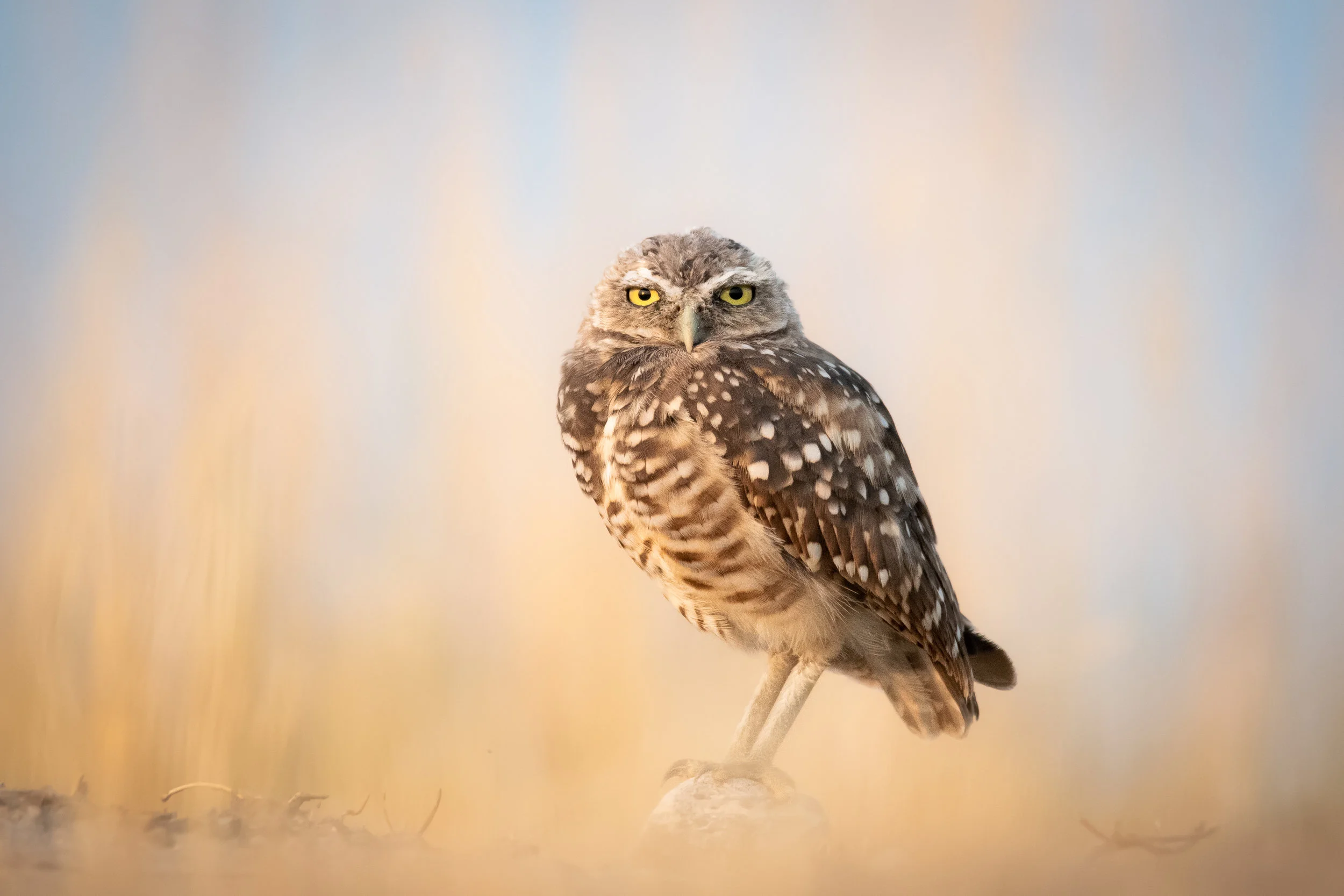 BurrowingOwlD850_Full.jpg