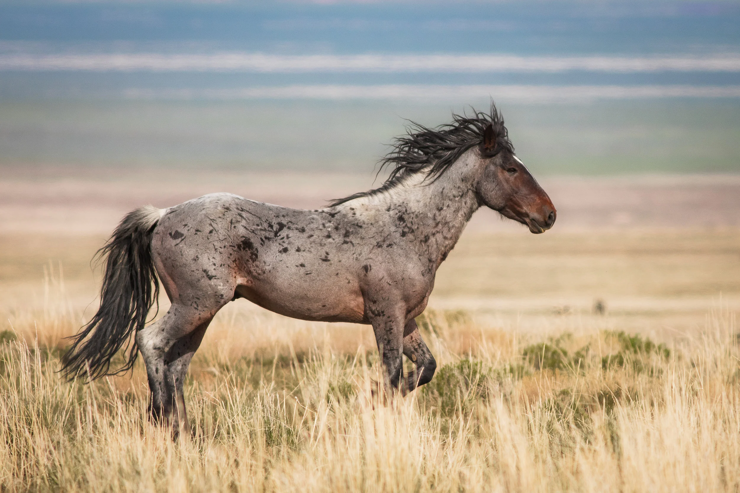 CedarmtnMustang_full.jpg
