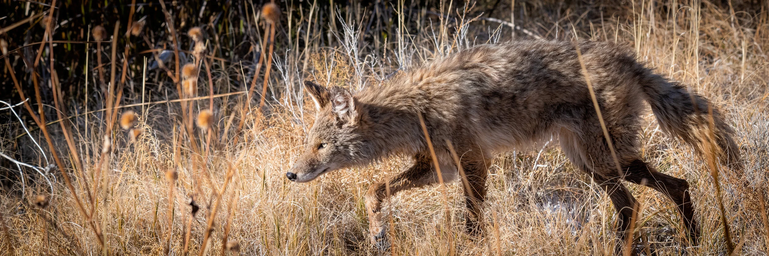 Coyote_Pano.jpg