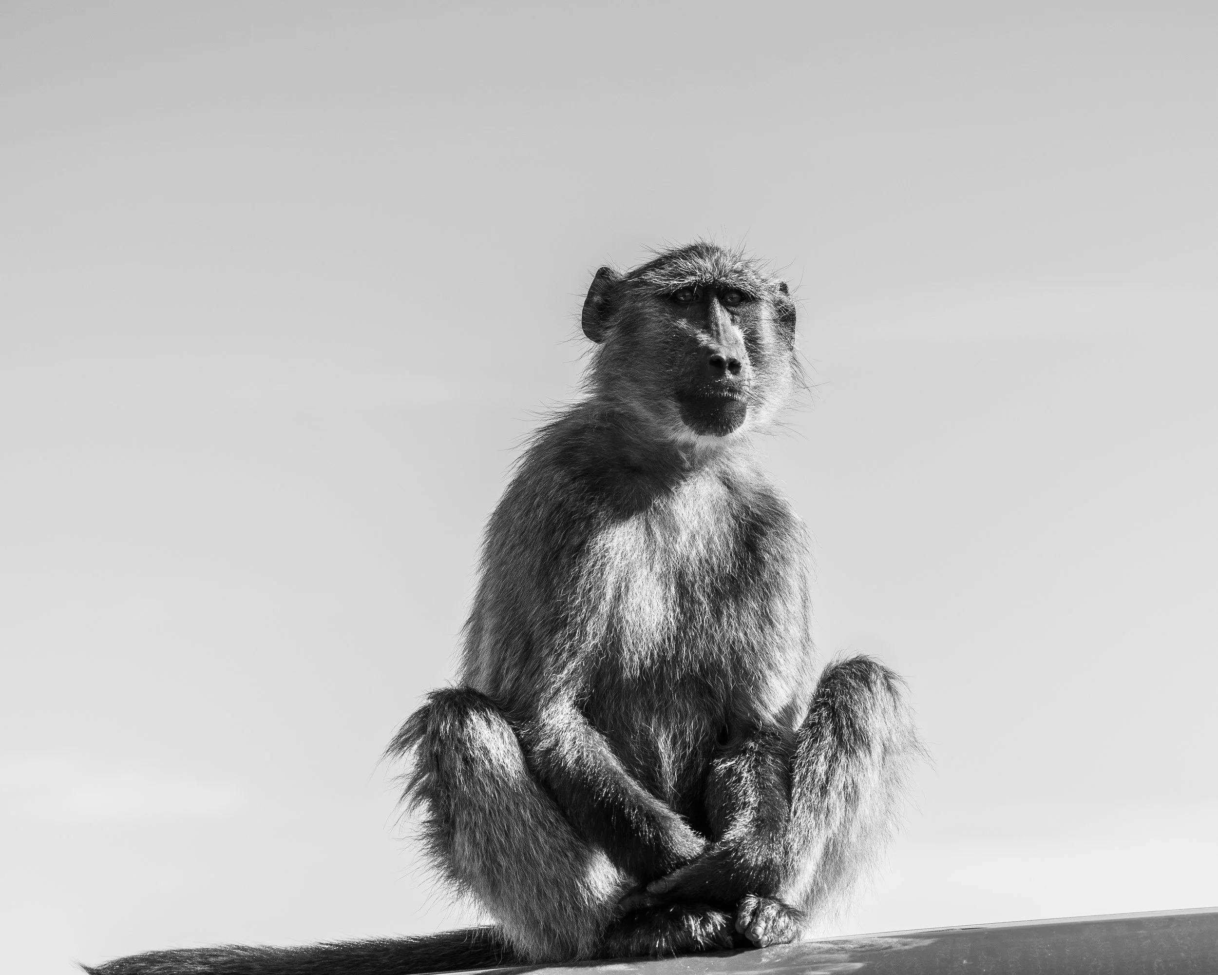 BaboonBW.jpg