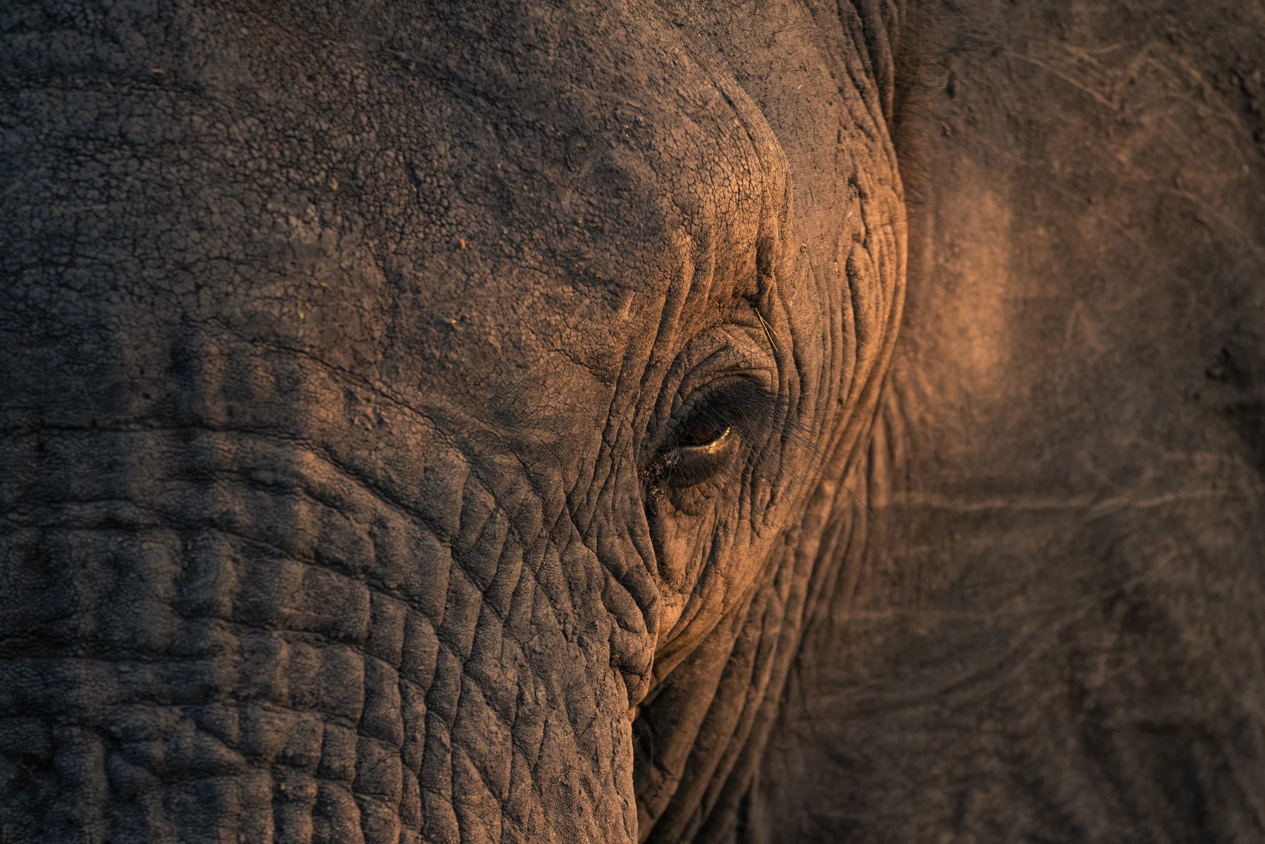 Elephant Abstract.jpg