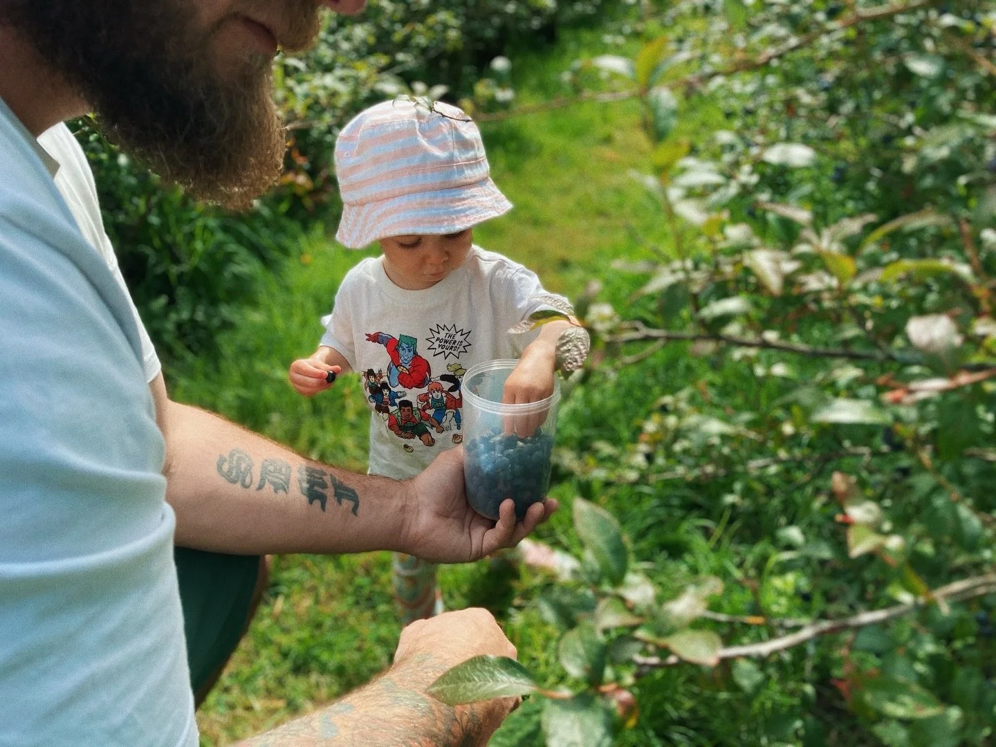 After a magical weekend activity? Our friends at @bluewillowblueberries have pick-your-own sessions ripe for booking now 🫐 Tucked away in Fairfield&rsquo;s perfect blueberry-growing microclimate, you&rsquo;ll find hundreds of big, juicy organic blue