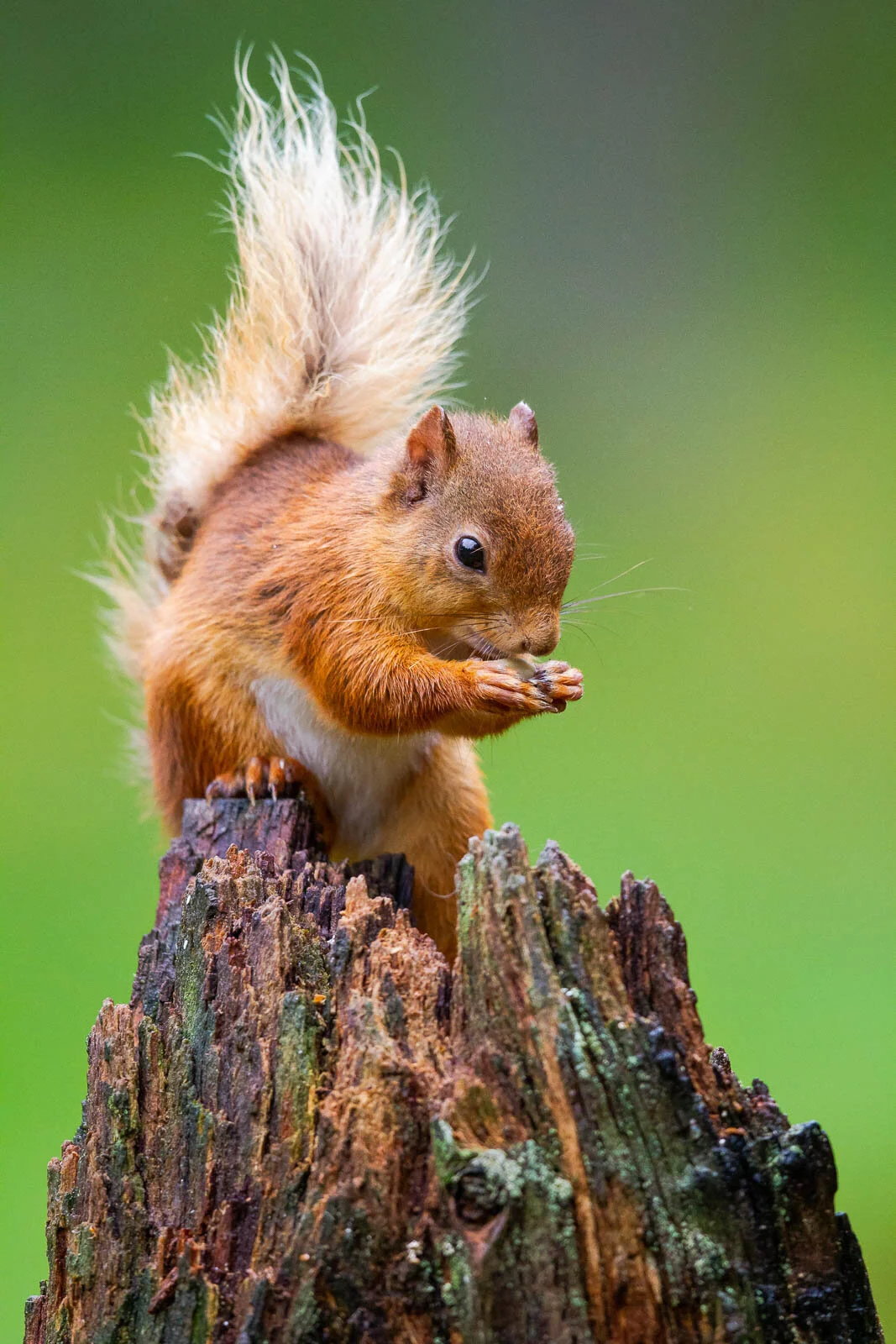 Red Squirrel Perched - Philip Edwards Photography.jpg