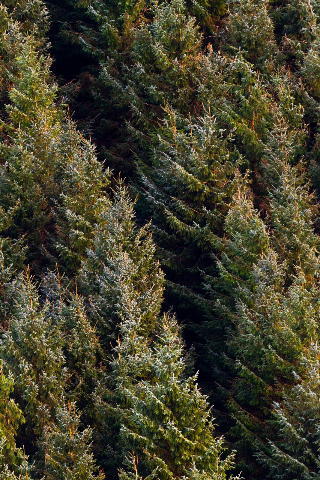 Northumberland Trees - Philip Edwards Photography.jpg