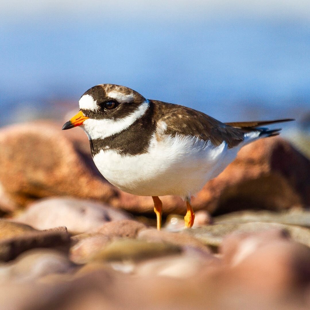 A ringed plover perches amongst the pebbles on a beach in Somerset. 🥰🐦
.
.
.
.
.
#winterwatch #plover #EarthOnLocation #EarthCapture #nb_nature_brilliance #youngnaturephotographers #wildlife #wildlifephotos #wildlifephotography #britishwildlife #wi