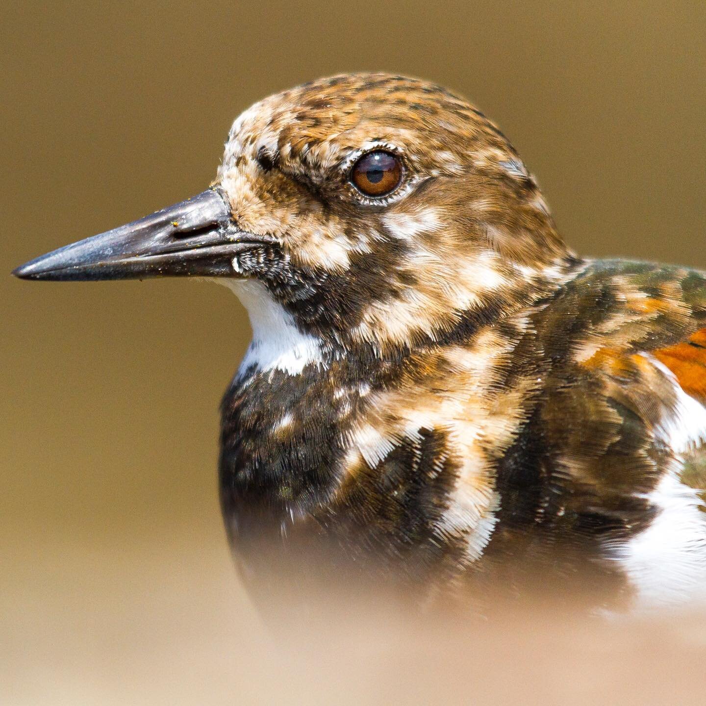 A close up of a beautifully coloured turnstone perched upon a rock on the wild Cornish coast. 🥰🐦
.
.
.
.
.
#winterwatch #turnstone #EarthOnLocation #EarthCapture #nb_nature_brilliance #youngnaturephotographers #wildlife #snow #wildlifephotography #