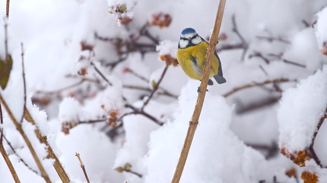 You can catch a short piece I shot in the beautiful snowy weather here in the Cotswolds, tonight on BBC Winterwatch at 8pm on BBC Two &amp; BBC iPlayer! 
.
.
.
.
.
.
.
.
#winterwatch #bluetit #EarthOnLocation #EarthCapture #nb_nature_brilliance #youn