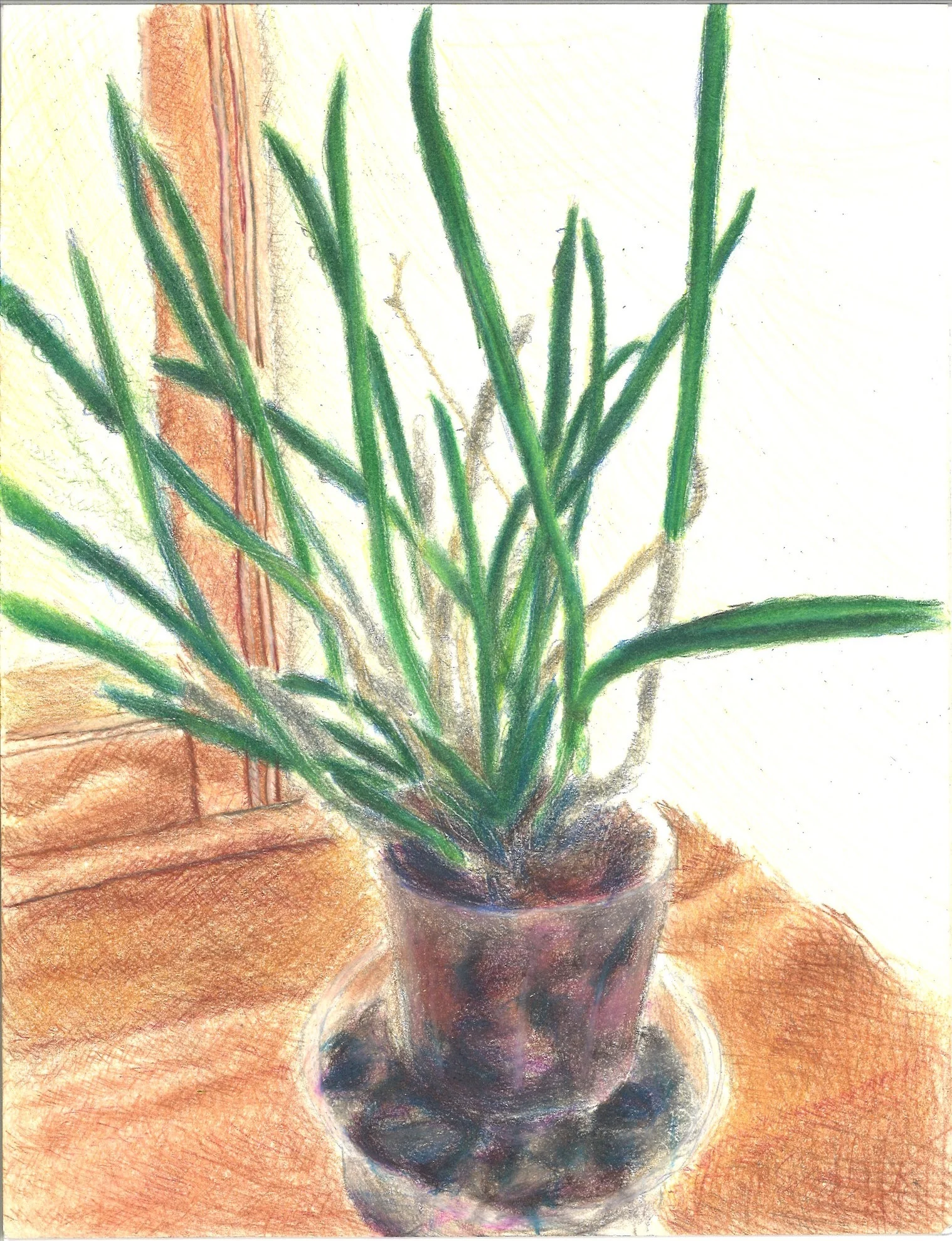 Plant Life