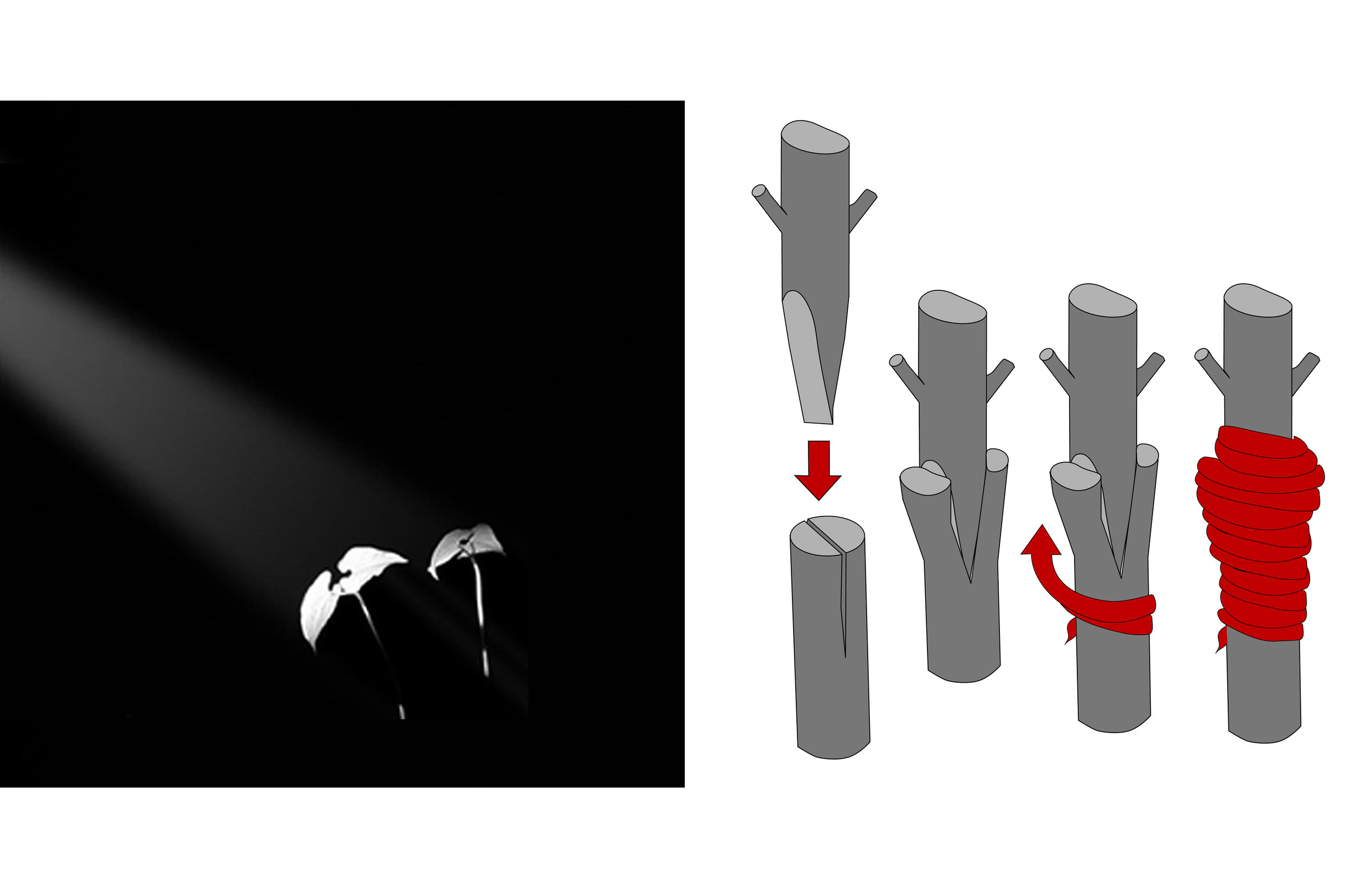  Grafting Diagram + Phototropism 