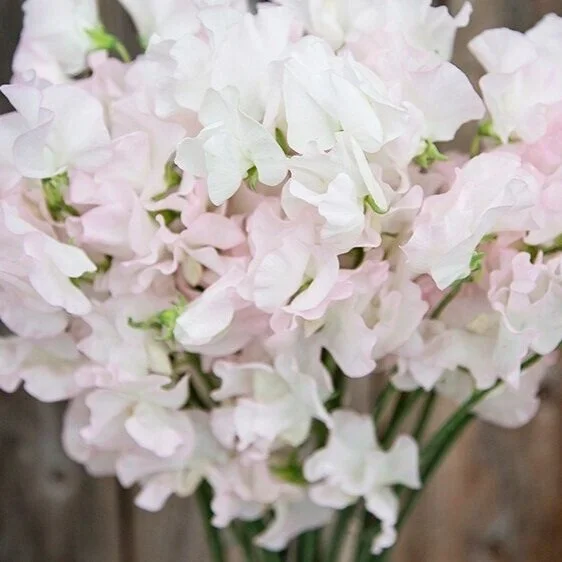 pink_sweetpeas.jpg