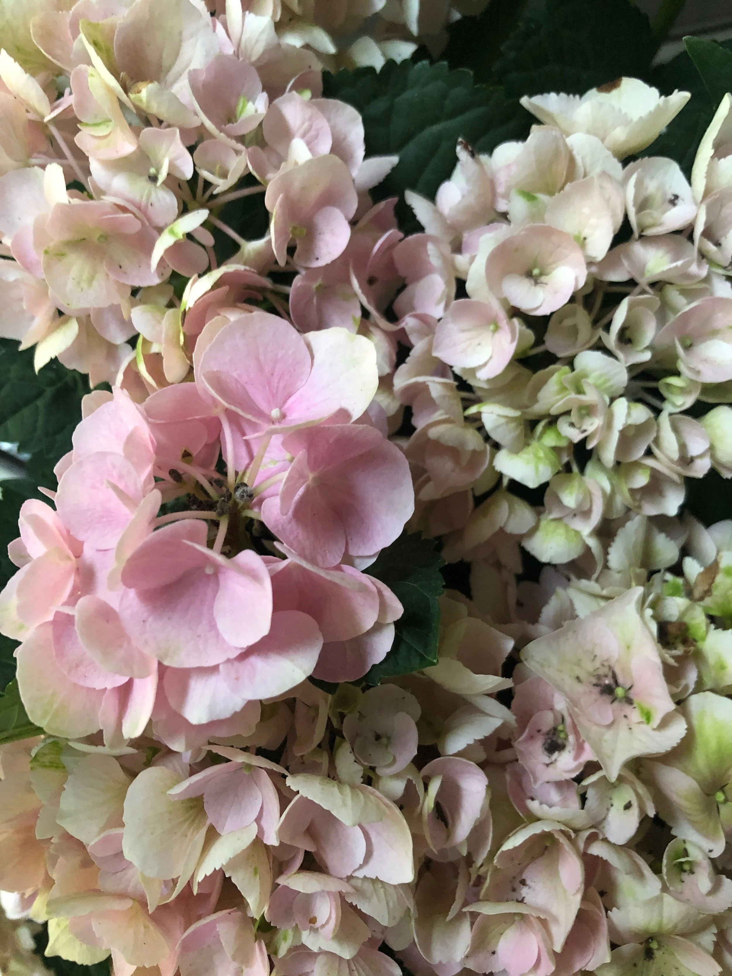 Pouring Out the Remnants