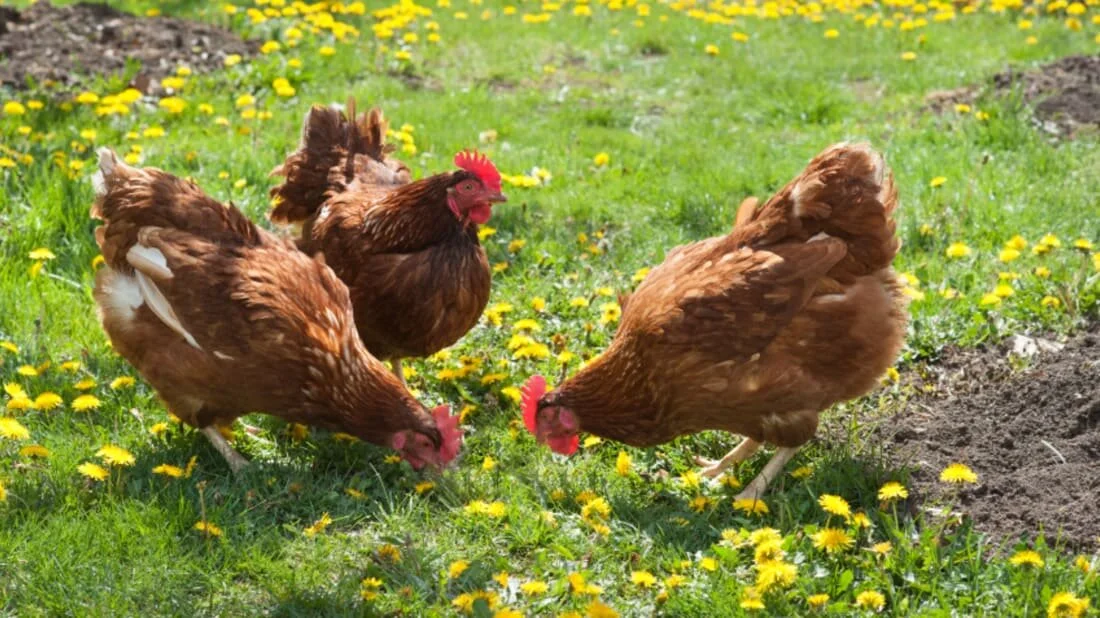8 Benefits of Buying Humane Meats