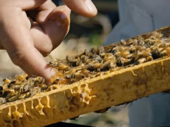 Symbiotic Sustainability: Mana Kai's technology-driven beekeeping in New Zealand