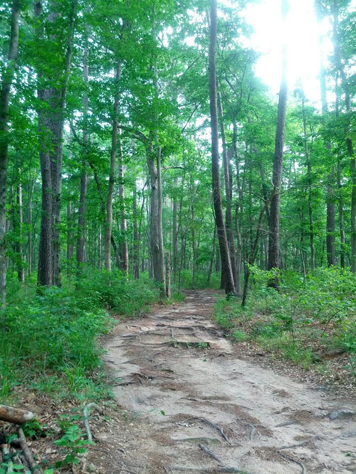 Chinquapin Trail